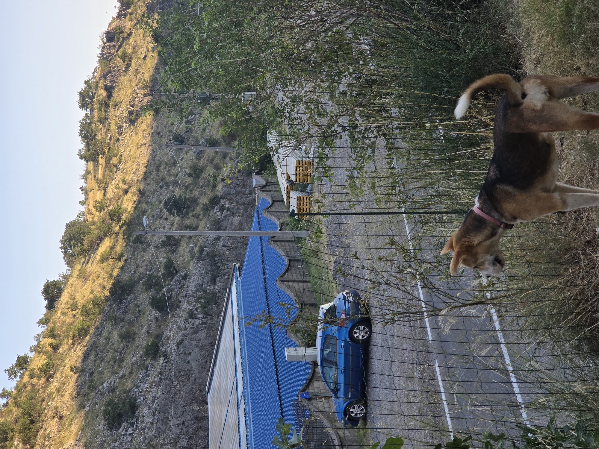 An outdoor scene shows a tan and brown dog with a pink collar standing in front of tall grass and a chain-link fence. The dog is facing to the left, looking away from the camera. Behind the fence, a blue hatchback car is parked. Further back, a large building with a blue corrugated metal roof is visible, with a rocky, tree-covered hillside rising behind it. The sun is casting a warm light on the hillside, suggesting it is either morning or late afternoon. In the mid-ground, stacks of wooden pallets are also visible. The location is in Podgorica, Montenegro, specifically near the area of the old thermal power plant "TE Pljevlja" which has a distinctive blue roof structure.