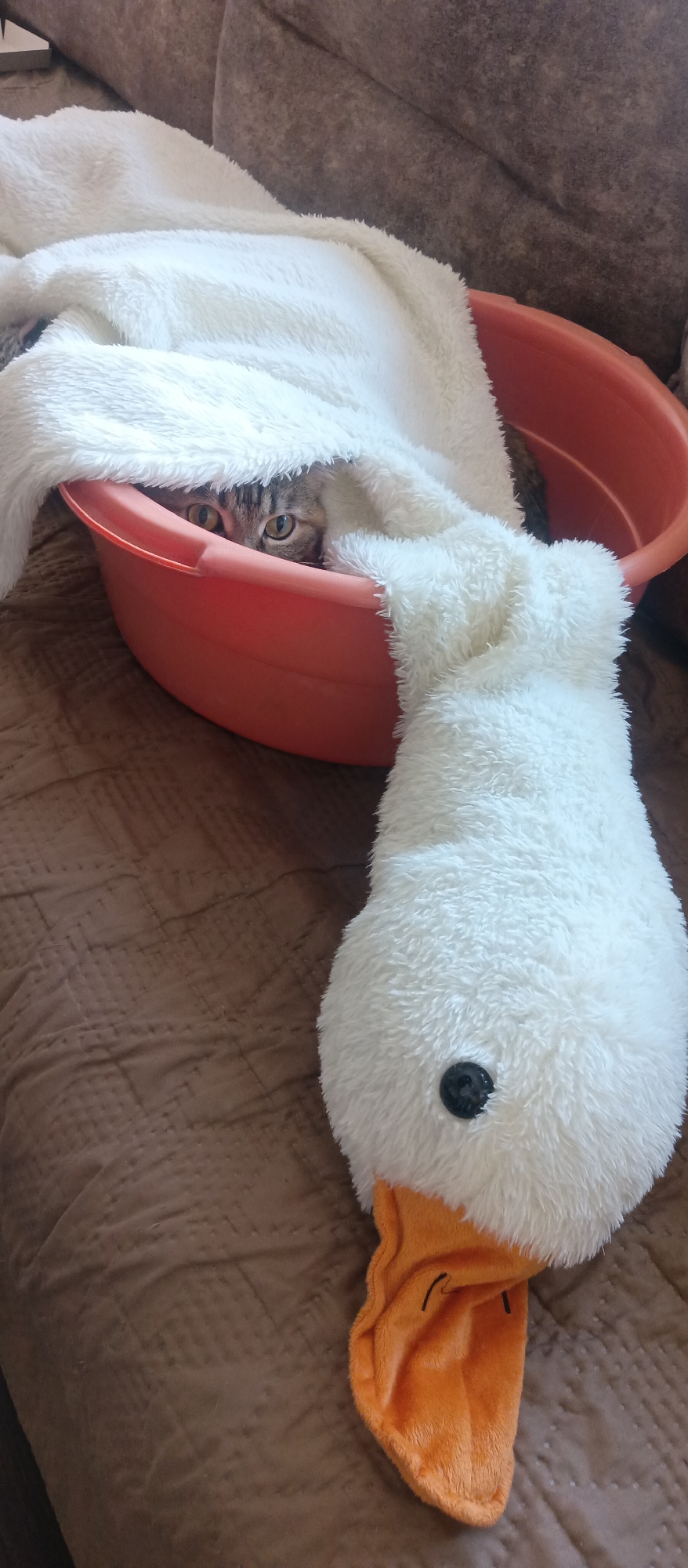 A tabby cat is captured peeking out from under a fluffy white blanket, which drapes over an orange plastic basin. Only the cat's bright, curious eyes and a small part of its head are visible as it looks forward from its hidden spot within the basin. The orange basin rests on a brown, quilted fabric surface, possibly a blanket or upholstery on a sofa or bed. To the right and in the foreground, a large, white plush toy resembling a duck or goose is also situated on the brown fabric. The toy features a fluffy white body, a black button eye, and a distinct orange beak with dark stitched accents. The overall setting appears to be a cozy indoor environment, suggesting a domestic scene with playful undertones. There is no visible text in the image.
