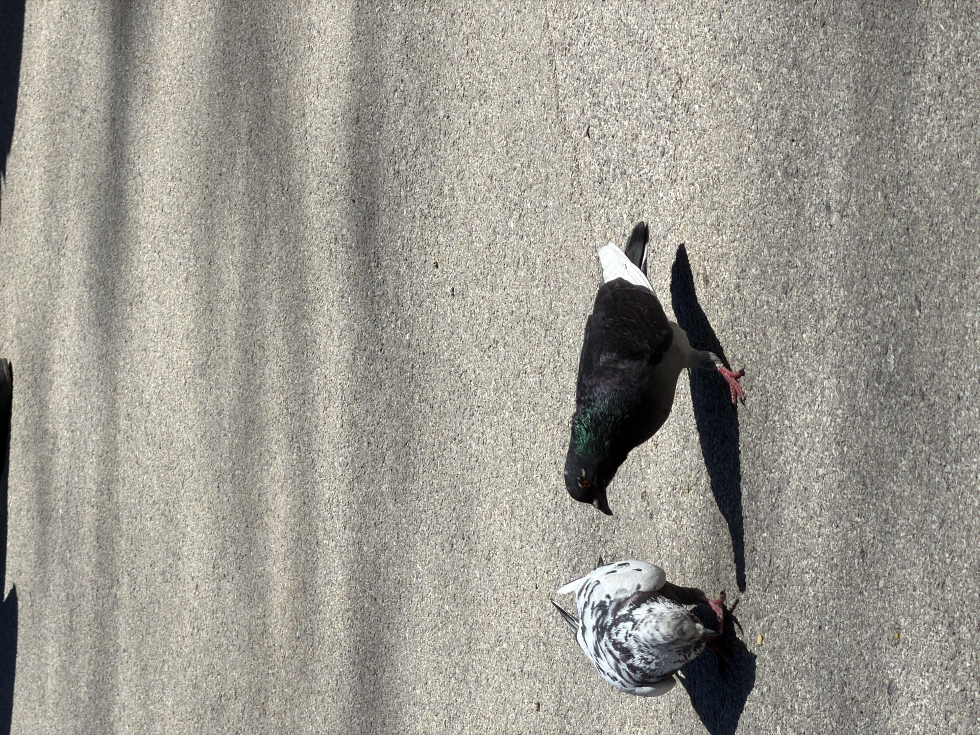 Two pigeons are on a grey concrete surface, likely a sidewalk, based on the texture and appearance. The pigeon on the upper right is predominantly black, with a white tail and iridescent green feathers on its neck. Its red feet are visible. The other pigeon, in the lower right, has black and white speckled feathers. The shadow of both pigeons is cast on the concrete, indicating sunlight. The location is consistent with Sofia, Bulgaria, given the style of the city sidewalk.