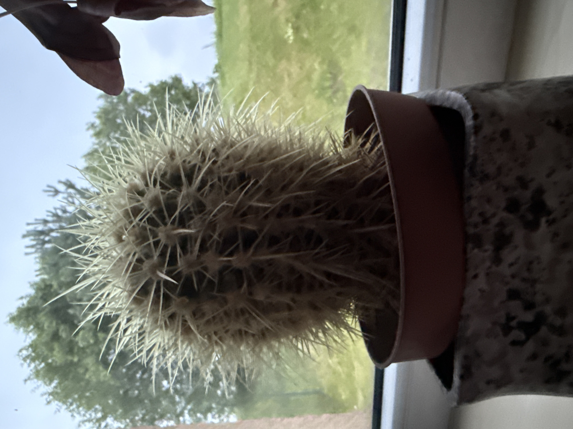 The image shows a close-up of a spherical cactus with numerous long, sharp spines, potted in a small, brown plastic container. The pot is placed inside a larger, textured gray planter with a decorative, irregular top edge. The cactus and planters are situated on a windowsill. In the background, through a window, is an outdoor scene. This includes green trees and foliage, a grassy slope, and a cloudy sky. A portion of a dark-colored leaf, possibly from another plant, is visible in the upper right corner of the frame. The lighting suggests it is daytime. The location is identified as Galinė, Lithuania.