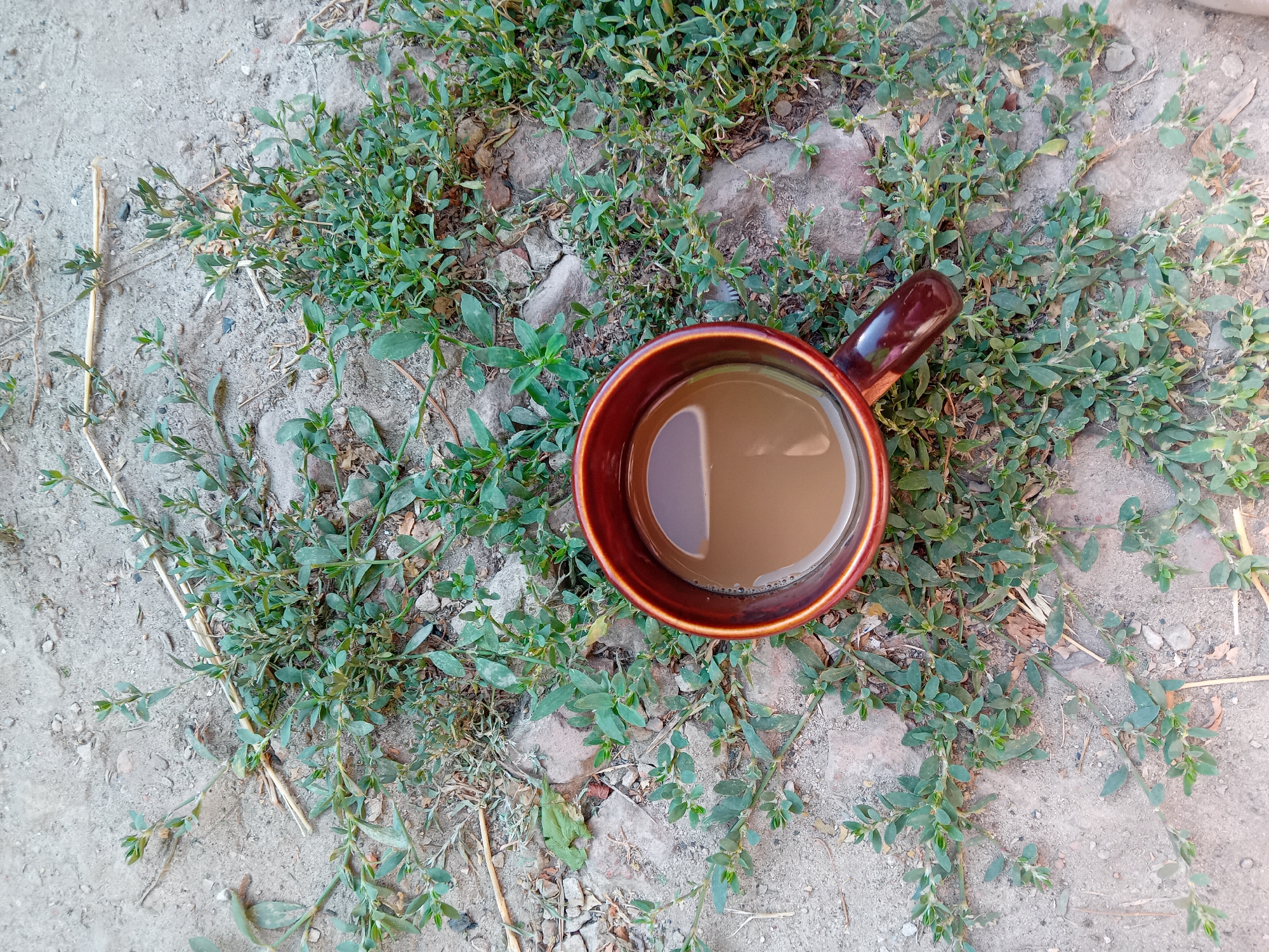 A brown ceramic mug filled with a light brown liquid, presumably coffee or tea, sits on the ground amidst small green plants and dry vegetation. The ground appears to be dirt and gravel, with some larger stones and fragments of what might be broken brick visible. The mug has a dark brown handle and a reflective surface on the liquid shows a blurred image of the sky or surroundings. The scene is outdoors, and the lighting suggests daytime. No people are present. This image does not provide any specific geographical markers or context to definitively place it in Chuhuiv, Ukraine.