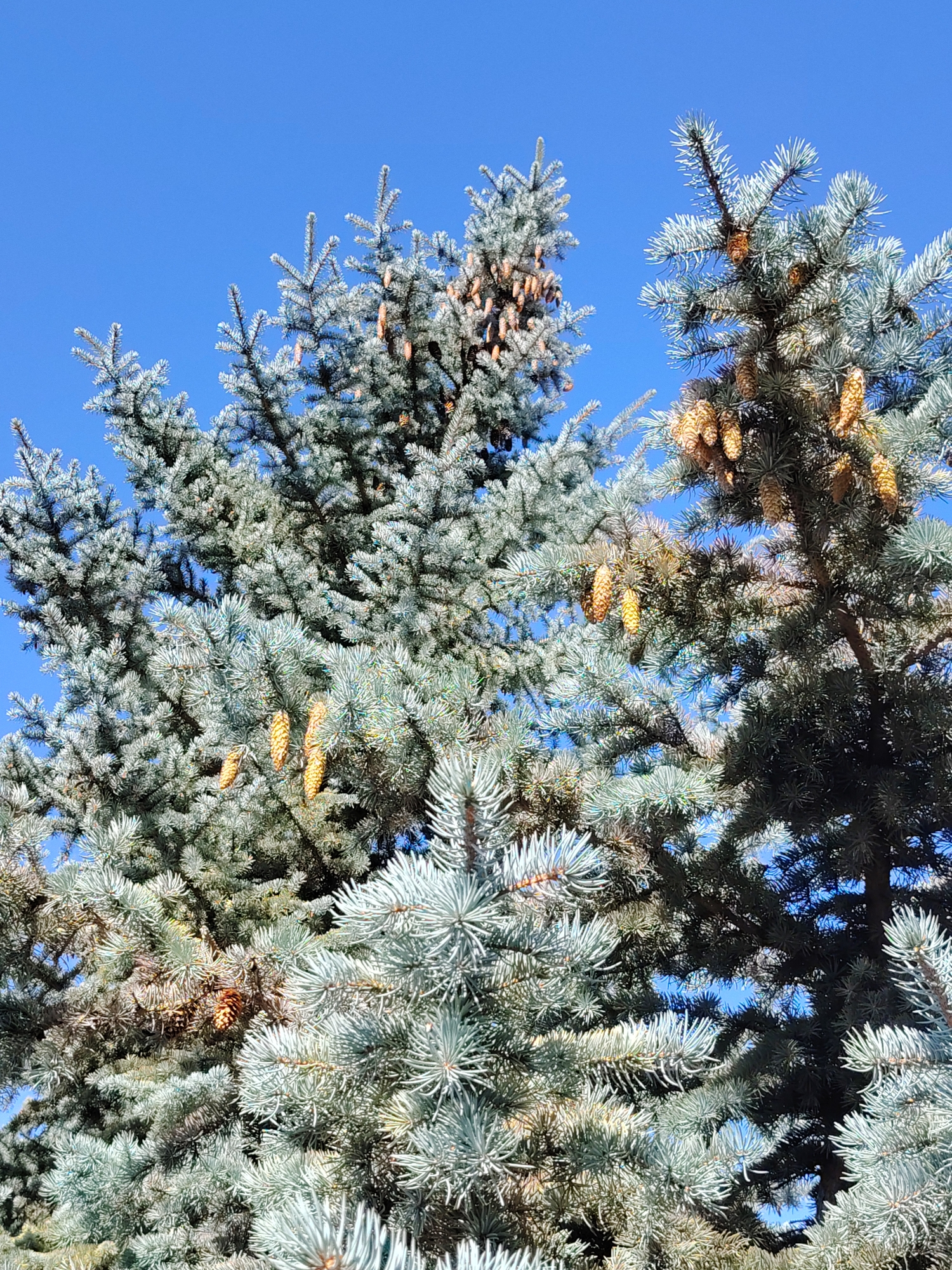 The image is a close-up, eye-level shot of several blue spruce trees with cones against a clear, bright blue sky. The trees are dense and textured, with a mix of blue-green needles and brown cones hanging from the branches. The cones are elongated and have a slightly rough surface. The lighting suggests it is daytime, with sunlight illuminating the foliage and creating some shadows within the dense branches. There are no people or animals visible in the image. The setting appears to be a natural outdoor environment, likely a park or a garden, given the presence of multiple well-established trees. The image does not provide any specific clues about the location within the city of Unknown, Kyrgyzstan, beyond it being an outdoor setting with blue spruce trees.