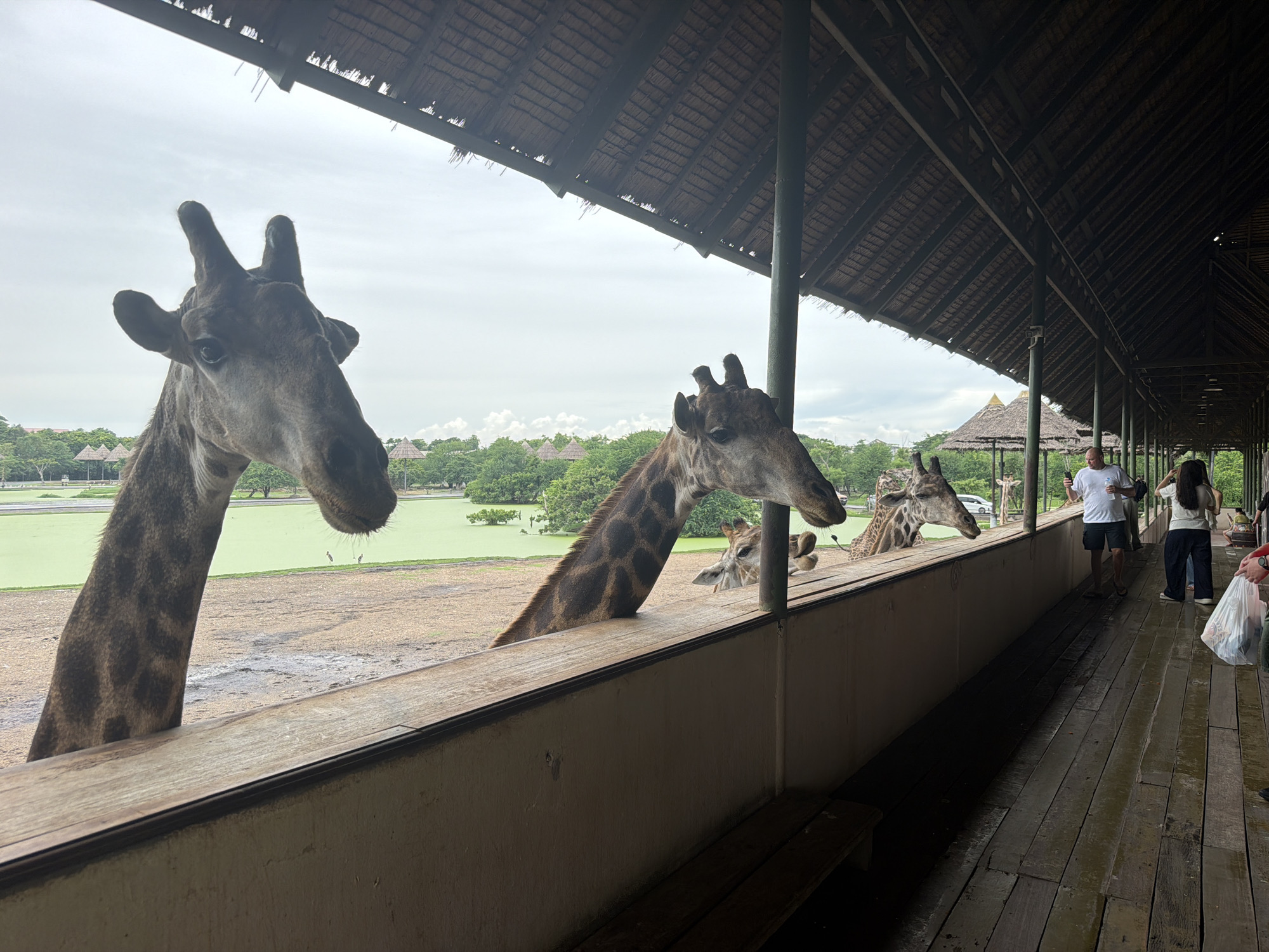 The image shows a group of giraffes at a zoo or wildlife park, likely in Bangkok, Thailand. In the foreground, several giraffes are visible with their heads over a wooden barrier, some appearing to be eating or drinking. The environment behind the barrier includes a green body of water, dry ground, and lush trees in the distance, suggesting an outdoor enclosure. A thatched-roof structure extends over a wooden walkway where several people are standing and observing the giraffes. One man in a white t-shirt and shorts is holding a phone, and a woman in a grey top and dark pants is carrying a white bag. The wooden walkway appears wet, possibly from recent rain. The overall atmosphere suggests a typical zoo experience where visitors can get close to the animals.