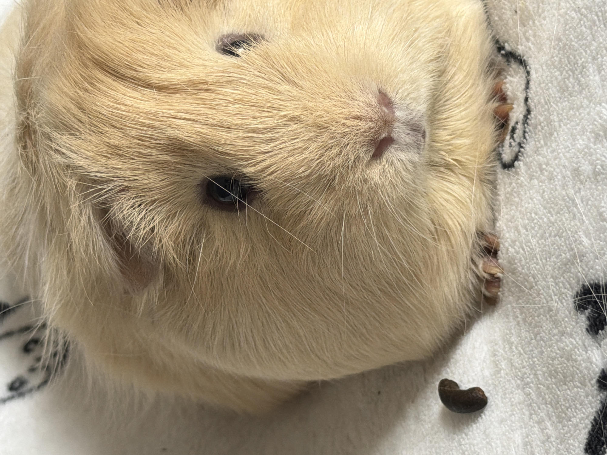 A close-up image shows a light-colored guinea pig resting on a white towel with a black pattern. The guinea pig's face is prominent, featuring its nose, eyes, and whiskers. Next to the guinea pig, on the towel, is a single piece of fecal matter. The location in the city of Krasnoyarsk, Russia, cannot be determined from the visual information provided.
