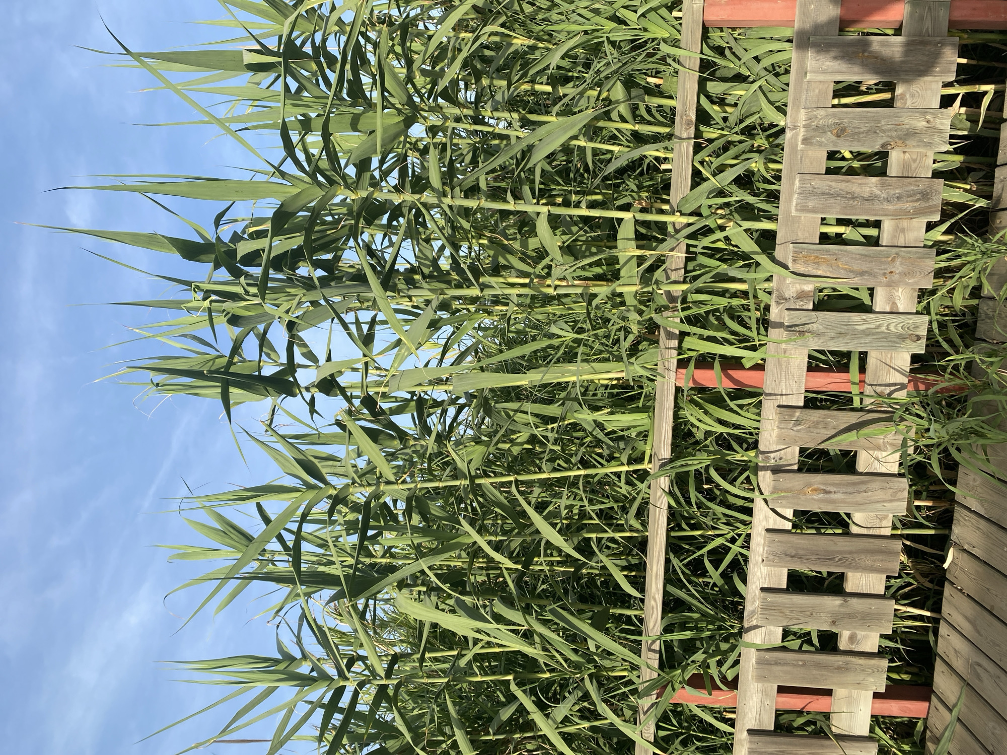 In an outdoor scene, likely near a body of water, tall green reeds dominate the frame, reaching towards a clear blue sky with wispy clouds. A wooden walkway or boardwalk is visible in the foreground, constructed from weathered planks. Adjacent to the walkway is a rustic wooden fence, with vertical planks and horizontal rails, some of which are supported by red posts. The reeds grow densely behind the fence, forming a lush green wall. The image was taken in Resinera-voladilla, Spain.