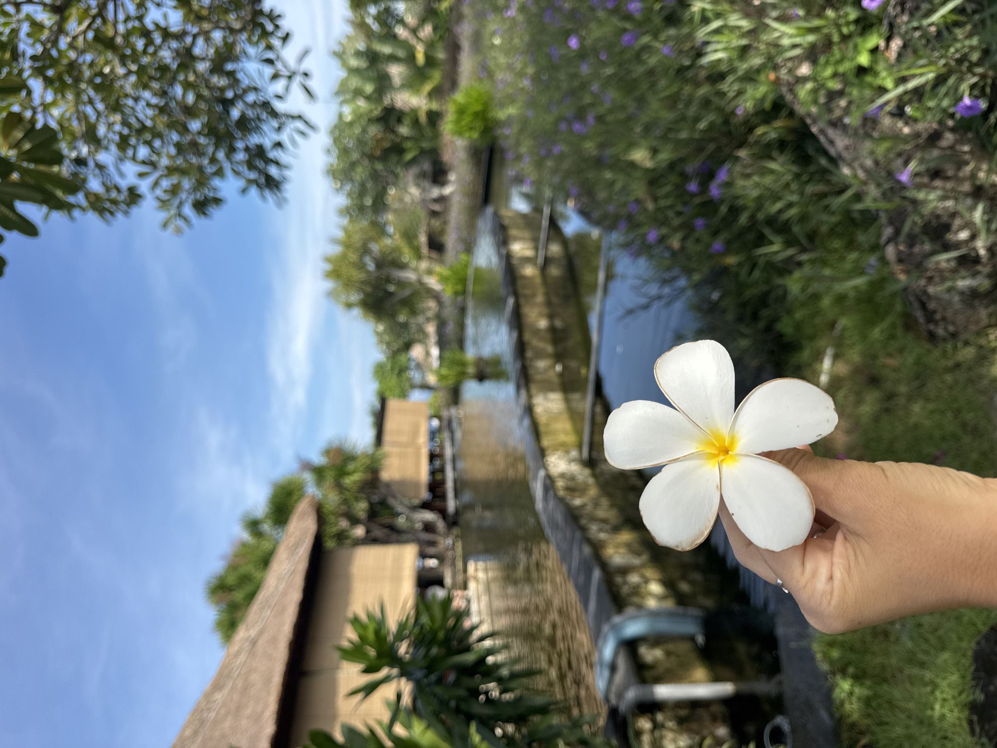 A white plumeria flower with a yellow center is held in a hand against the backdrop of a water feature at a location in Kuta Selatan, Indonesia. The water feature includes a series of narrow waterways surrounded by vegetation. A building with a thatched roof is visible on the left. The sky is blue with some clouds. Purple flowers are growing along the edge of the waterway.