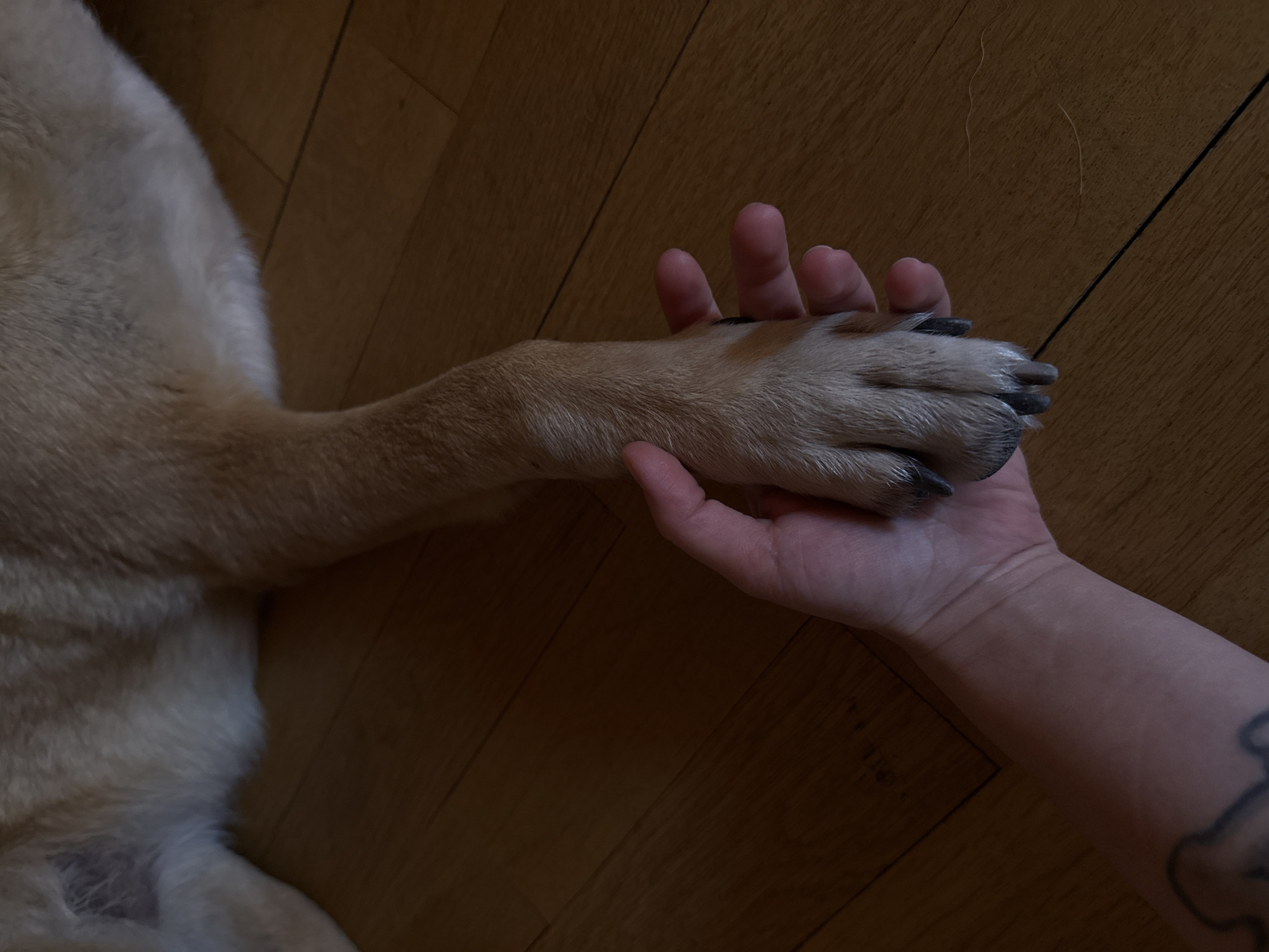 An overhead shot shows a person's hand gently holding a dog's paw on a wooden floor. The dog's fur is light brown, and its paw has dark nails. The background is a dimly lit wooden floor. There are no identifiable landmarks or indicators of the city of Yerevan, Armenia.