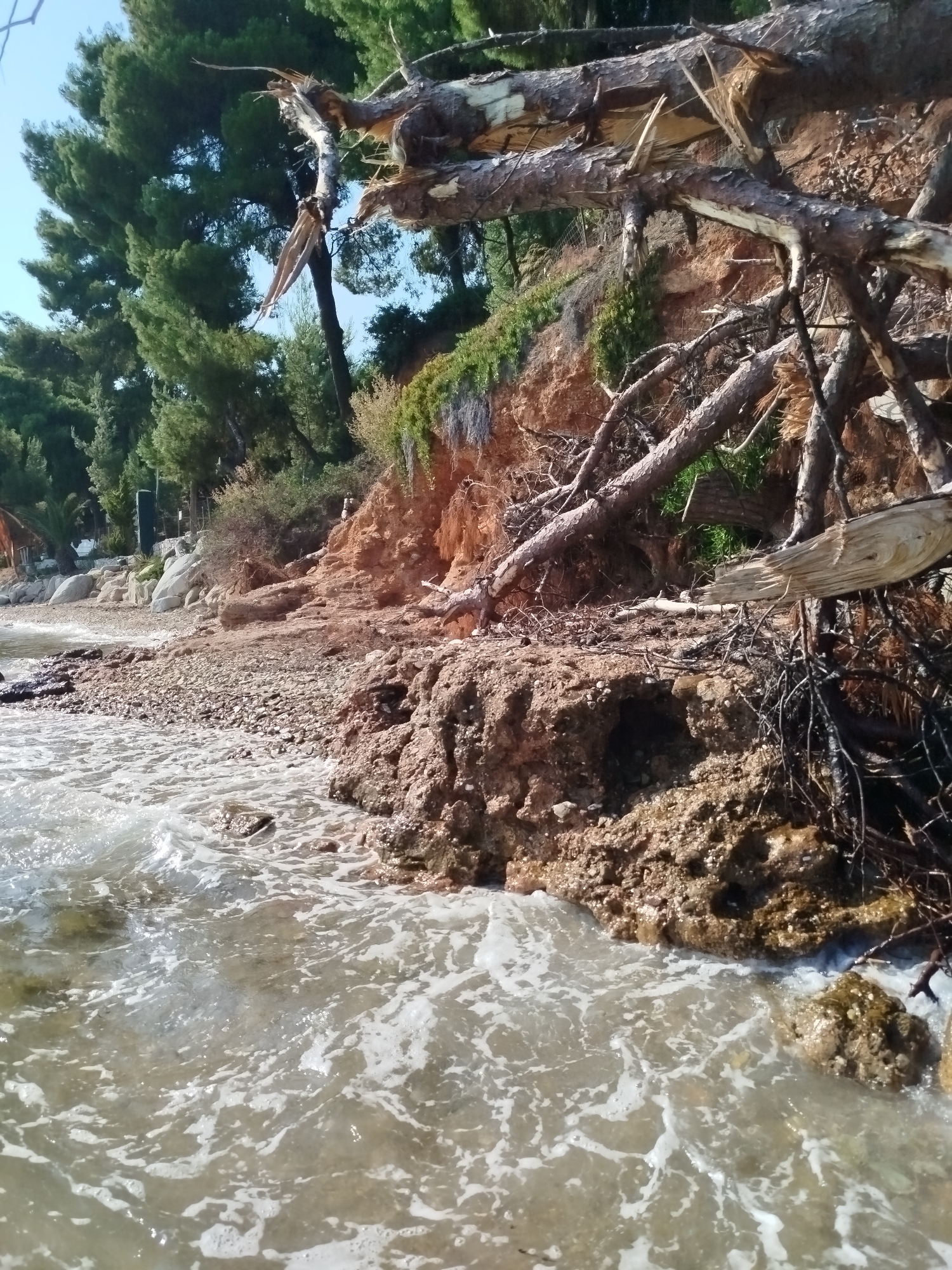 The image shows a rocky shoreline with waves gently lapping at the shore in Sithonia Municipal Unit, Greece. In the foreground, the water is a light, sandy brown with white foam from the waves. The shore itself is covered in small, light-colored pebbles and larger rocks. Behind the shore, a steep, eroded cliff face is visible, colored in shades of red and brown. Large, broken tree branches and roots are scattered across the cliff and extend towards the water, suggesting a recent storm or erosion event. Pine trees with dark green needles are growing on top of the cliff and on the adjacent hills. The sky is a clear, pale blue. The overall scene depicts a natural, somewhat rugged coastal landscape.