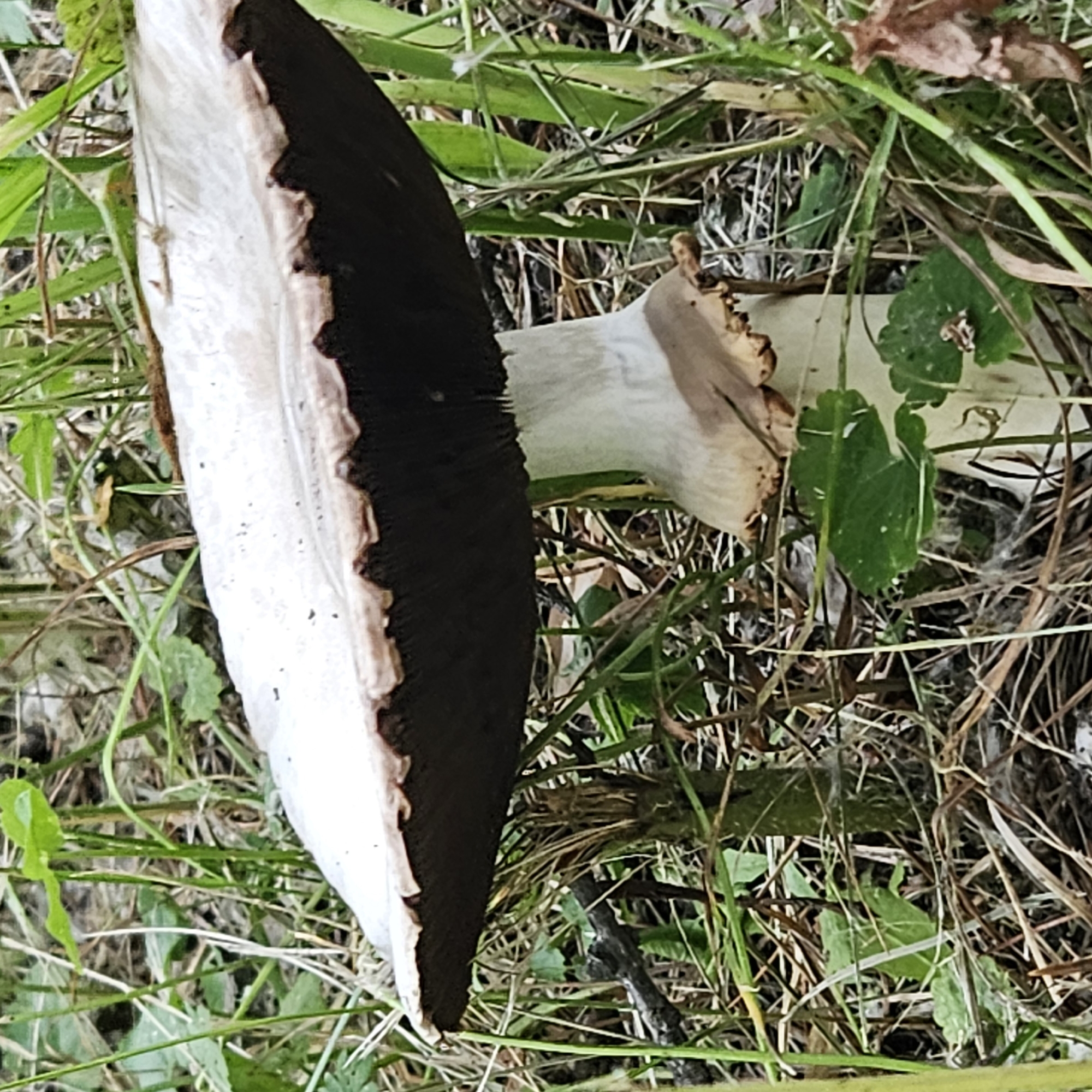 A close-up, ground-level view of a large mushroom in a grassy area. The mushroom has a wide, white cap with a dark brown underside and gills. The stem is white and appears to be thick. The mushroom is surrounded by green grass, dry leaves, and twigs. The lighting suggests it is daytime. The image does not contain any identifiable landmarks that would indicate its specific location within Kemerovo, Russia. There are no people or animals visible in the image.