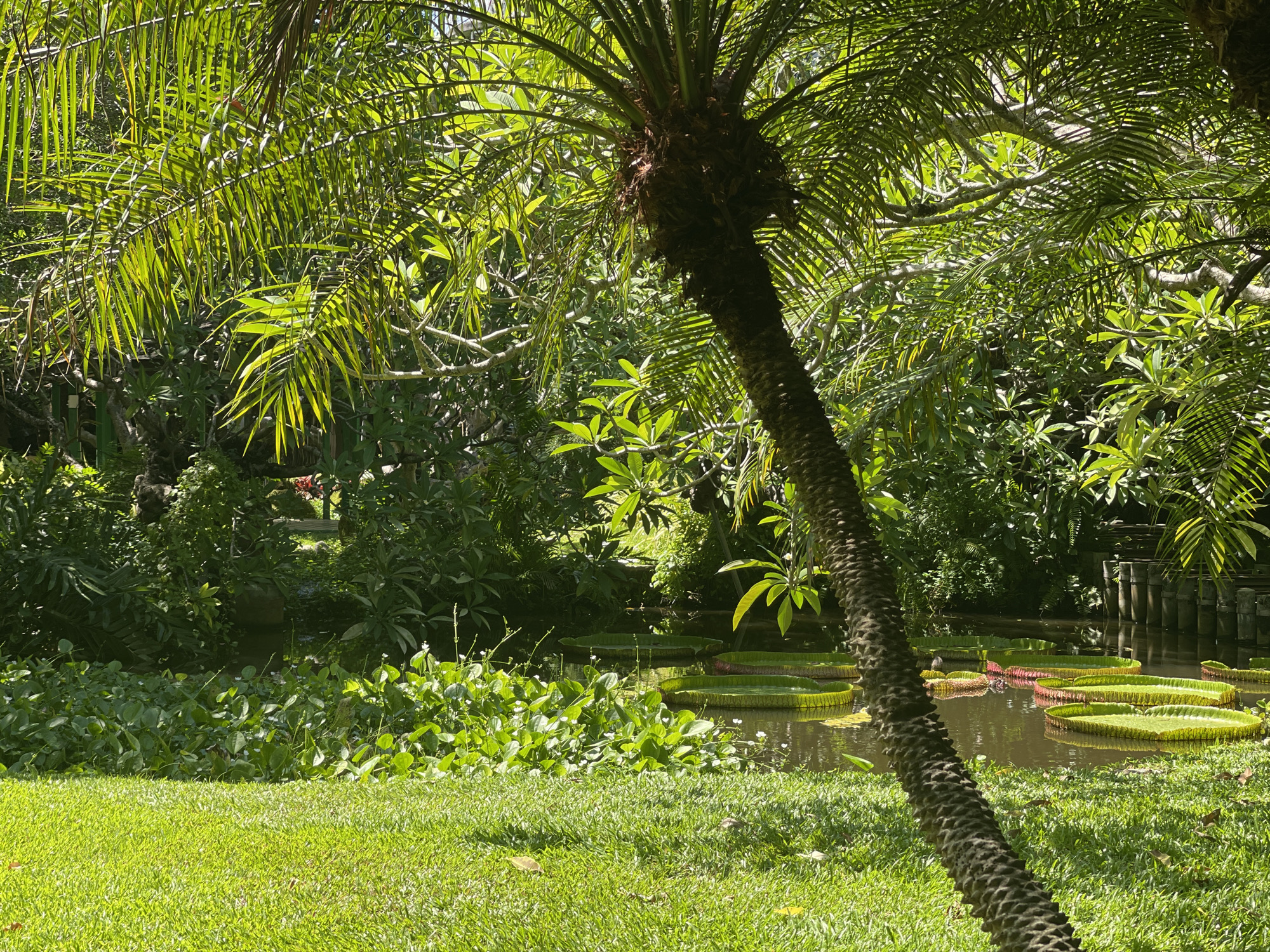 The image depicts a lush botanical garden scene with a focus on tropical plants and a water feature. In the foreground, a vibrant green lawn is illuminated by sunlight. A large palm tree, leaning diagonally from the right side of the frame, has a textured trunk and fronds that partially obscure the background.
Behind the lawn, a body of water is visible, densely populated with aquatic plants. Prominently featured are several large, circular Victoria amazonica water lily pads, some appearing a vibrant green and others with reddish undersides. Smaller aquatic plants with bright green leaves and delicate white flowers are clustered around the lily pads.
The background is a dense wall of tropical vegetation, with various shades of green foliage creating a sense of depth and seclusion. Sunlight filters through the leaves, casting dappled shadows. In the far background, a wooden structure resembling a fence or railing is partially visible.
While the image itself doesn't explicitly indicate the location, the presence of tropical flora and the architectural style of the wooden structure are consistent with botanical gardens found in Bangkok, Thailand, such as the Queen Sirikit Park or the Bangkok Butterfly Garden and Insectarium. No people or animals are visible in the scene.