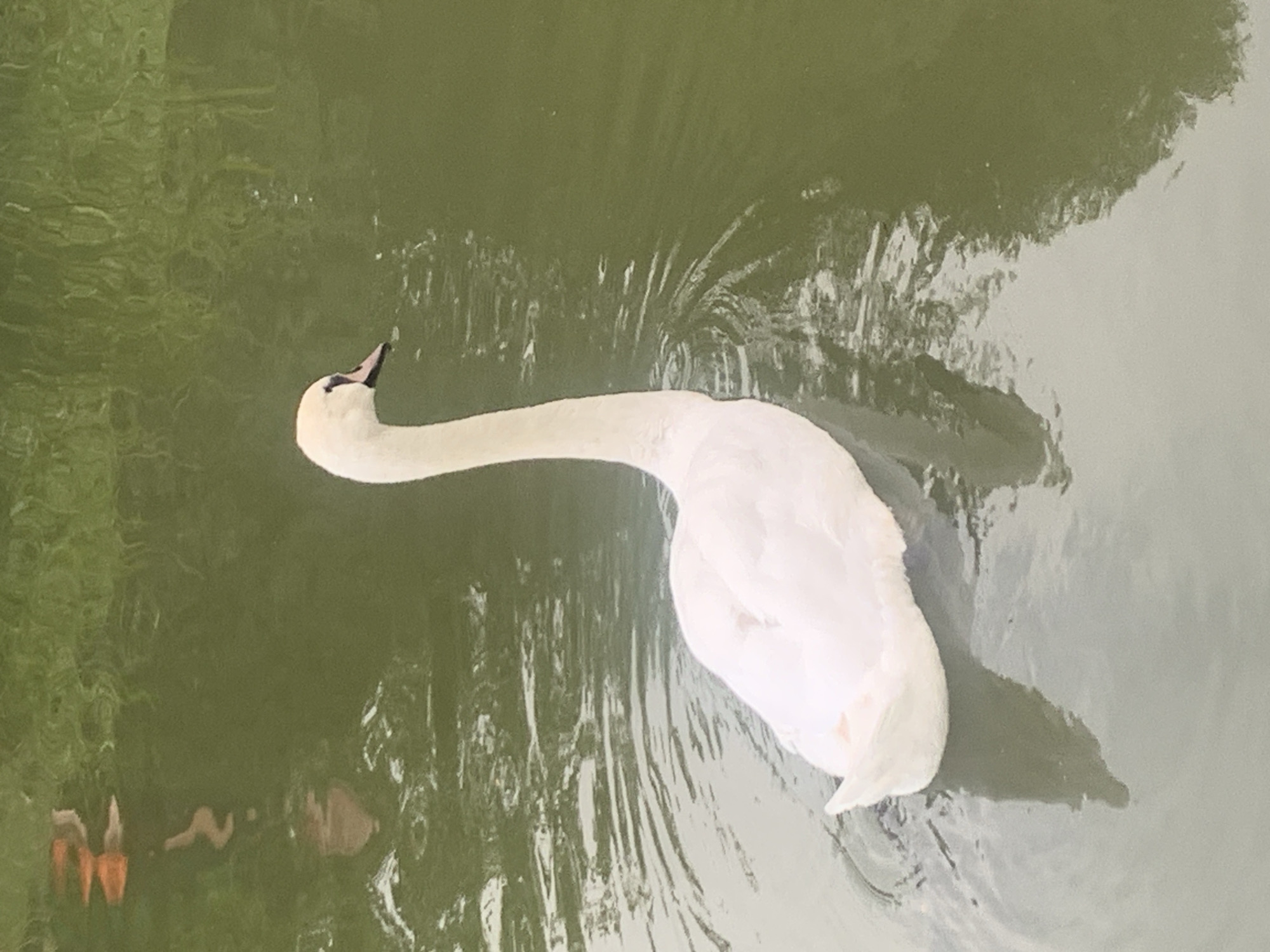 A white swan is swimming in murky green water, possibly a pond or slow-moving river. The swan is in the foreground, facing to the right. Its long, curved neck is visible, and its white body is mostly submerged. The water has ripples and reflections. In the background, out of focus, there is a green, grassy embankment. The overall lighting suggests it is daytime. The image does not contain any information that would allow for its localization to Kolomyia, Ukraine.