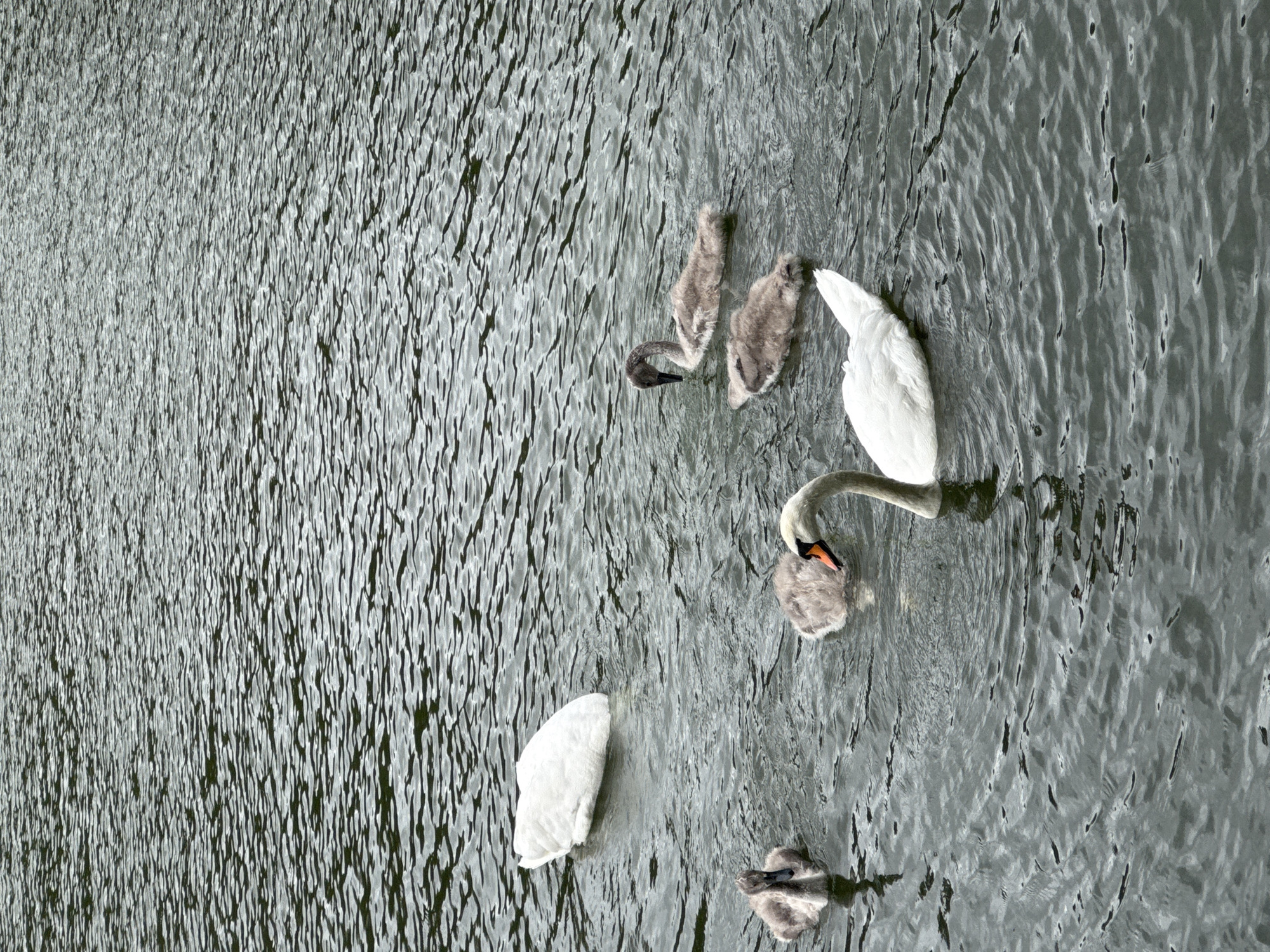 The image depicts a body of water with several swans, some adult and some cygnets. The water has a rippled surface, suggesting it is a calm lake or pond. In the upper left quadrant, a large white adult swan is partially submerged, with its back and tail feathers visible. To the left and slightly below this swan are two fluffy gray cygnets swimming. In the central and right portions of the image, a white adult swan with an orange beak is swimming with its neck extended. Near this adult swan are two more gray cygnets. The overall scene is serene, with the swans appearing to be in their natural habitat. There is no indication of the specific location within Moscow, Russia, as the image lacks any distinguishable landmarks or urban features.