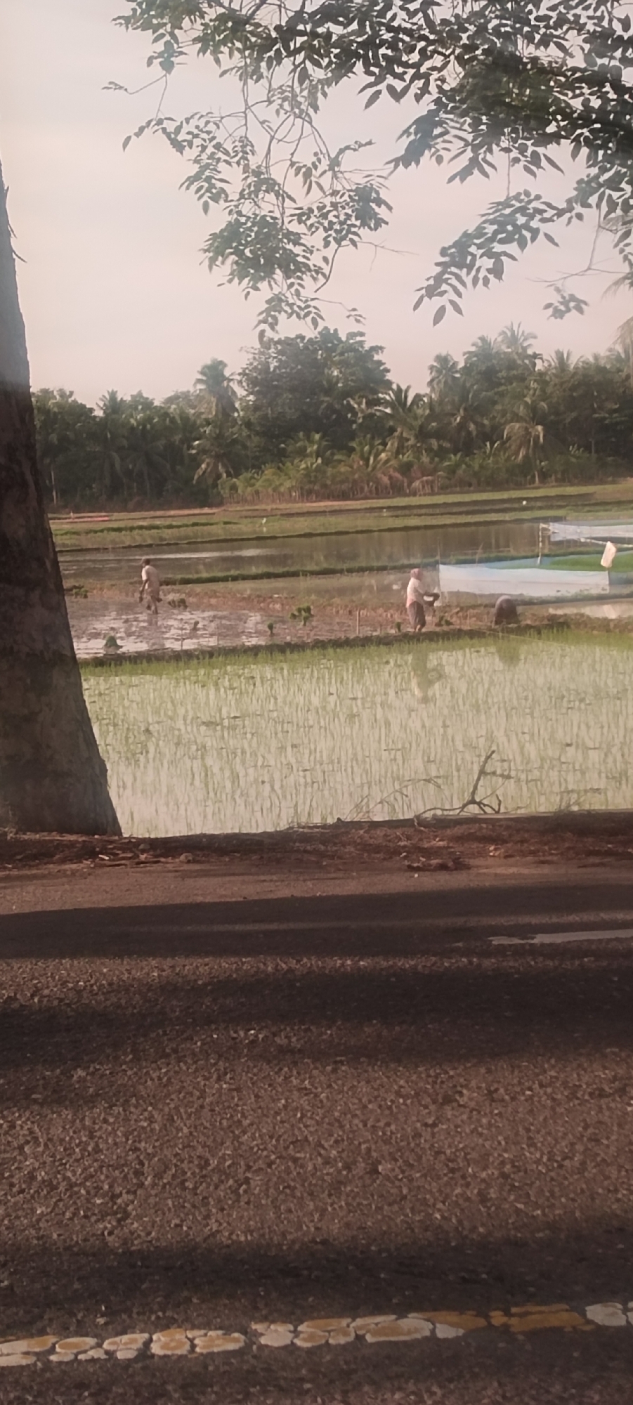 The image shows a wide shot of a rice paddy field in Aluekeujruen, Indonesia. Two individuals are visible working in the shallow water of the paddy, planting rice seedlings. The field is surrounded by lush green vegetation, including palm trees, and a road is in the foreground. The sky is overcast, suggesting a potentially humid or rainy day. The overall scene depicts agricultural activity in a tropical environment.
