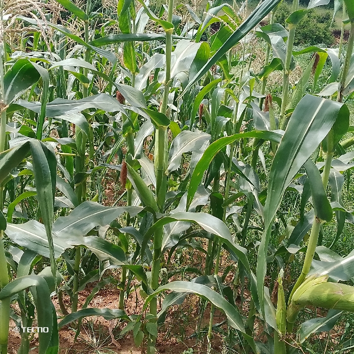 The image displays a vibrant field of green corn (maize) plants under bright daylight. The scene is dominated by numerous corn stalks, each bearing broad, lush green leaves that fan out, creating a dense canopy. Many plants show developing ears of corn, still encased in their green husks, while others display tassels (the male flowering part) at their tops. Some plants also feature reddish-brown, dried silk or immature tassels, suggesting varying stages of maturity within the field.
The ground beneath the plants is visible in patches, revealing reddish-brown soil that appears somewhat dry. In the background, more vegetation, likely an extension of the cornfield or other agricultural growth, extends into the distance, suggesting a rural or agricultural setting.
No human activity or individuals are present in the image. The primary activity depicted is the natural growth cycle of the corn crop, with plants appearing healthy and productive.
Notable details include the clear, bright lighting, indicative of a sunny day, possibly mid-morning or afternoon. The overall impression is one of a thriving crop in an agricultural landscape, consistent with the provided context of Kasunguni, Kenya. A "TECNO" watermark is visible in the bottom-left corner of the original image, indicating the brand of the device used to capture the photograph.