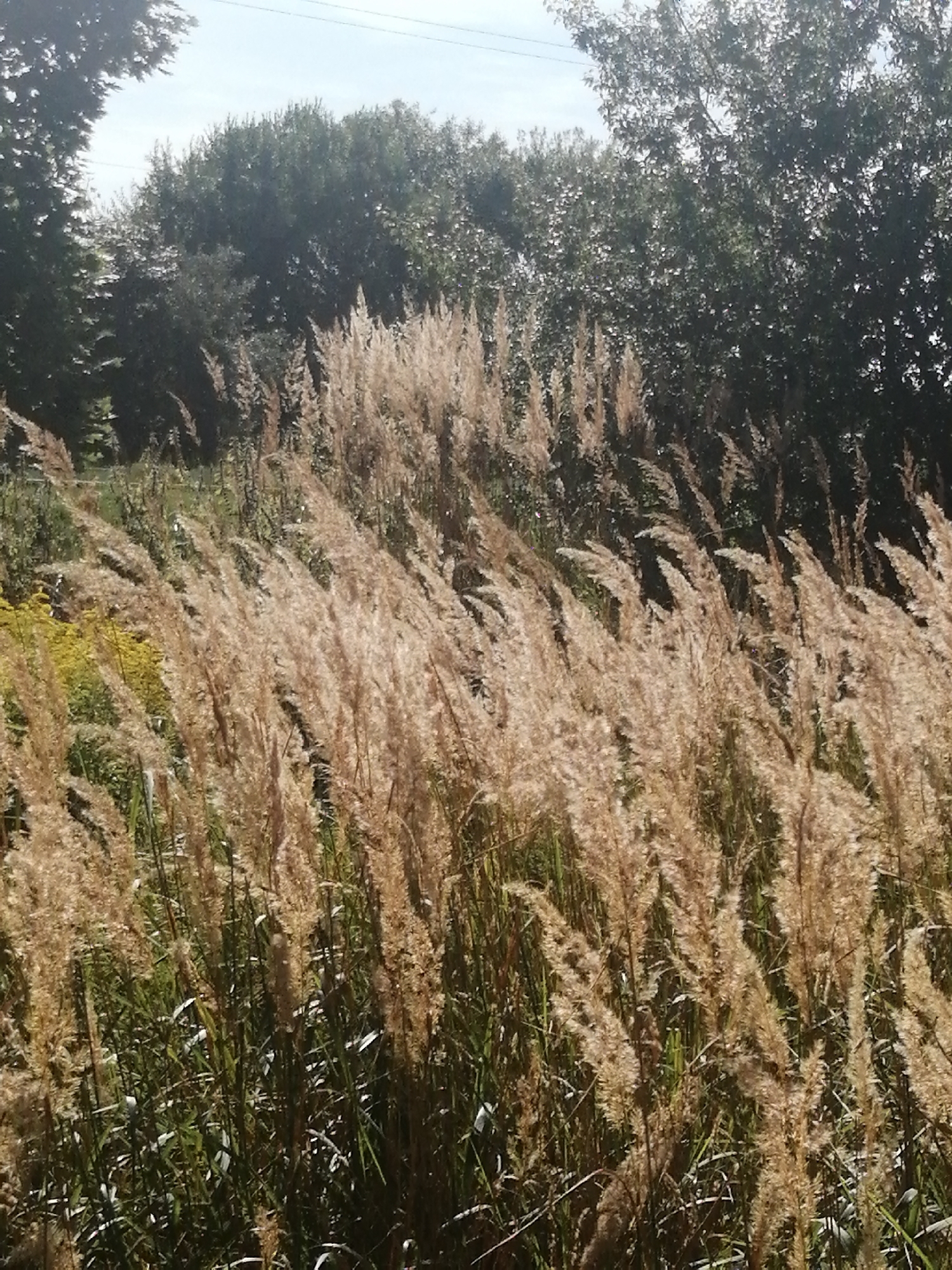 A medium shot captures a field of tall, dry grass with feathery seed heads that are golden brown in color. The grass is swaying, indicating a gentle breeze. In the background, a dense line of dark green trees forms a backdrop, and above that, a pale blue sky with a few faint white clouds is visible. The overall impression is of a natural, somewhat wild outdoor scene. This image is located in the city of Slonim, Belarus.