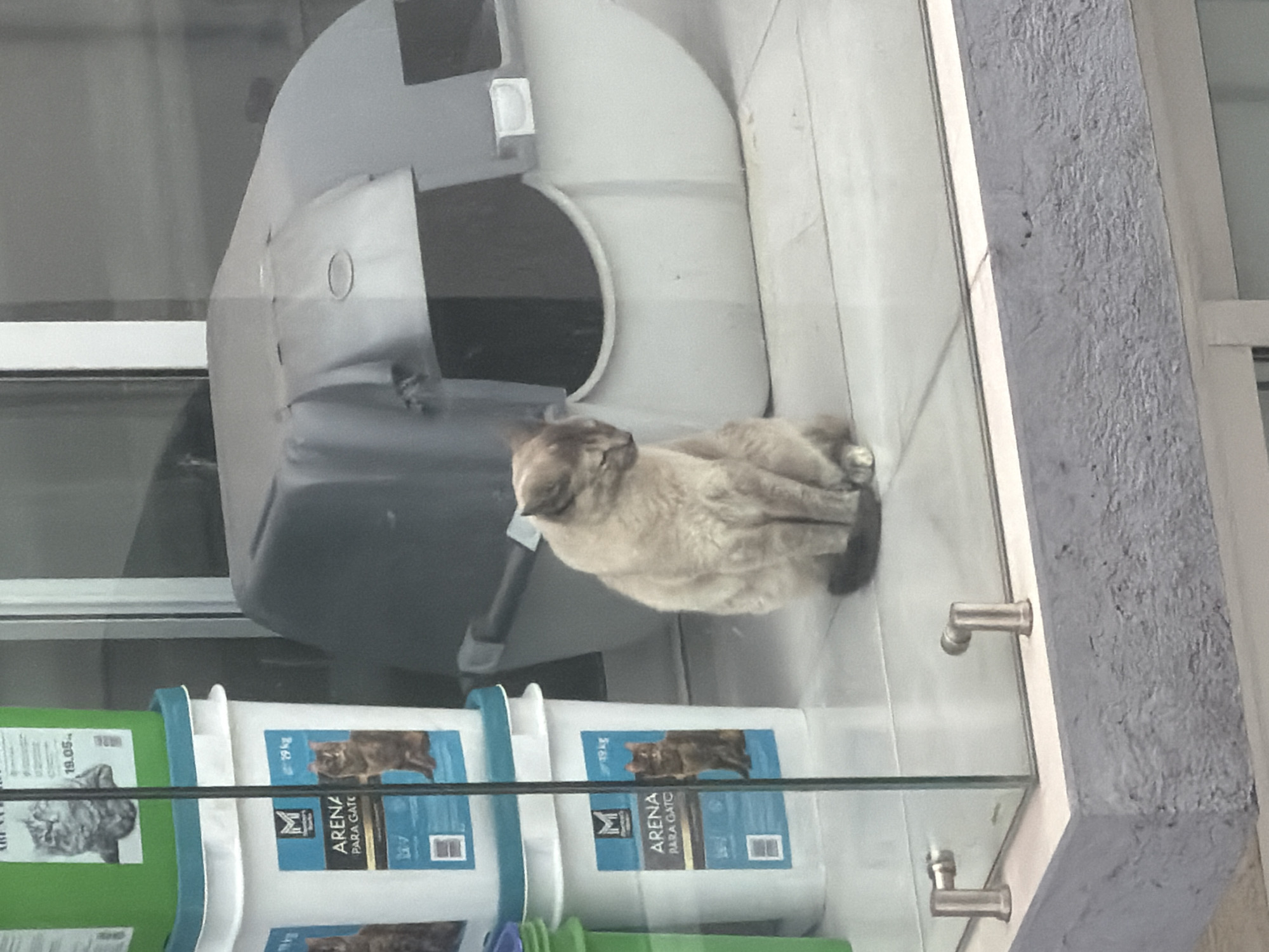 A cat rests in a storefront window in San Andrés Cholula, Mexico. The window displays pet supplies, including buckets of "Arena Para Gato" (cat litter). Behind the cat is a covered cat litter box. The view is partially obstructed by reflections on the glass. The scene is viewed from an oblique angle.