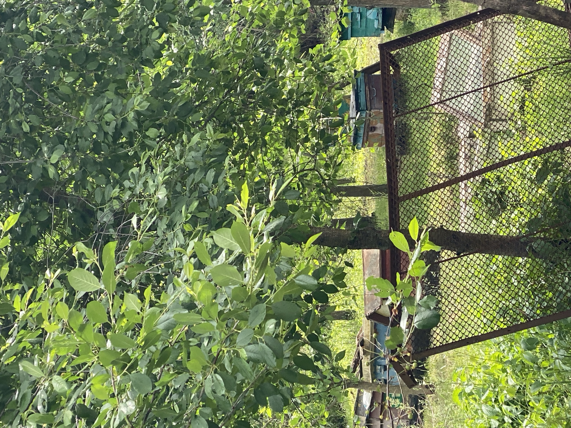The image, taken outdoors in daylight, shows a rural scene, possibly in or near Yaresky, Ukraine. Dominating the right side of the frame is a section of a rusted metal fence with a diamond-shaped mesh pattern. Behind the fence, what appears to be the side of a shed-like structure with a corrugated roof is visible.
In the mid-ground, several stacked, teal-colored boxes are identifiable. These boxes are potentially bee hives. A dense area of green foliage, including trees and shrubs with green leaves, fills a large portion of the left side of the image, obscuring parts of the background. The ground is covered with grass and other green vegetation.
There are no people visible in the image, and the scene appears quiet and natural. The overall impression is one of a rural, perhaps overgrown, area with signs of human activity related to beekeeping and storage.