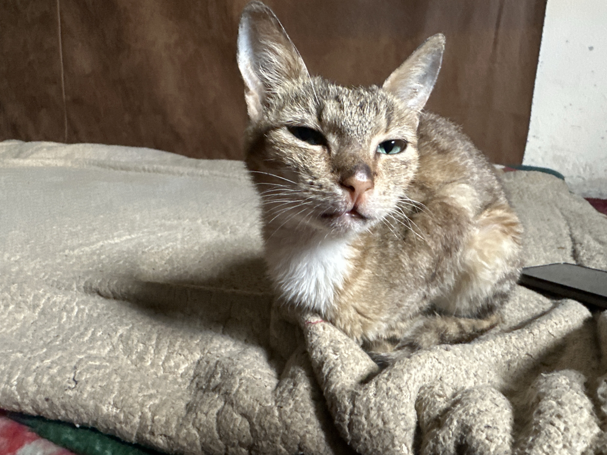 The image shows a domestic shorthair cat with tabby markings, predominantly brown and tan with white fur on its chest. The cat is lying down on a textured, light brown blanket, which appears to be on a bed or sofa. The background consists of a plain, brown, textured wall on the left and a lighter, off-white wall on the right. The lighting suggests an indoor setting. A dark-colored object, possibly a phone, is visible on the blanket to the right of the cat. The image does not provide any specific information that would allow for its location within the city of Jos, Nigeria, to be identified.