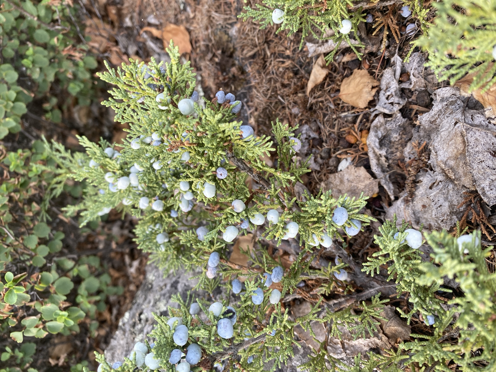 A close-up, eye-level shot shows a low-lying juniper bush with numerous blue-gray berries. The bush has a dense, green, needle-like foliage. The berries are round and vary in size, some appearing slightly lighter or darker than others. The ground around the bush is covered with dry leaves, twigs, and some rocky, gray-toned material. The lighting suggests an outdoor, natural environment, likely in a park or natural area. The specific location in the city of Şyñğystai, Kazakhstan, cannot be determined from the visual information alone. There are no people or animals visible in the image.