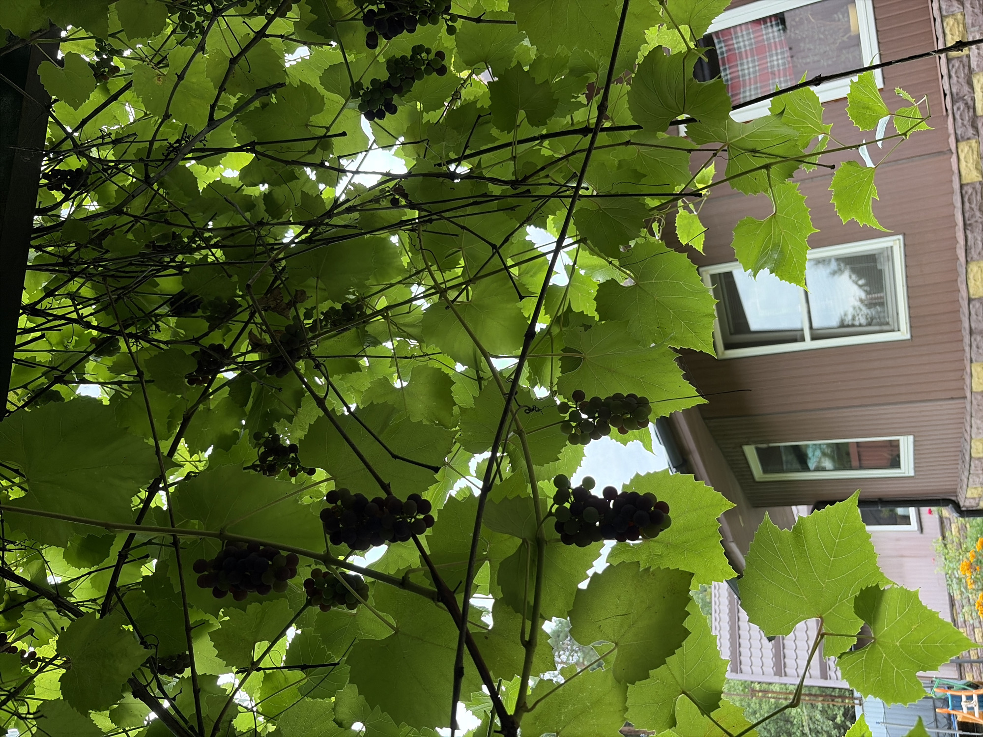 The image depicts a close-up view of grapevines with clusters of dark grapes hanging amidst vibrant green leaves. The vines are suspended overhead, creating a natural canopy. In the background, a section of a brown-sided house is visible, featuring white-framed windows and a textured foundation. The overall setting appears to be outdoors, possibly a residential yard in Balashikha, Russia, given the architectural style and the presence of a grapevine, a common feature in many gardens. No people are present in the image. The lighting suggests an overcast day, with the light filtering through the leaves and creating soft shadows.