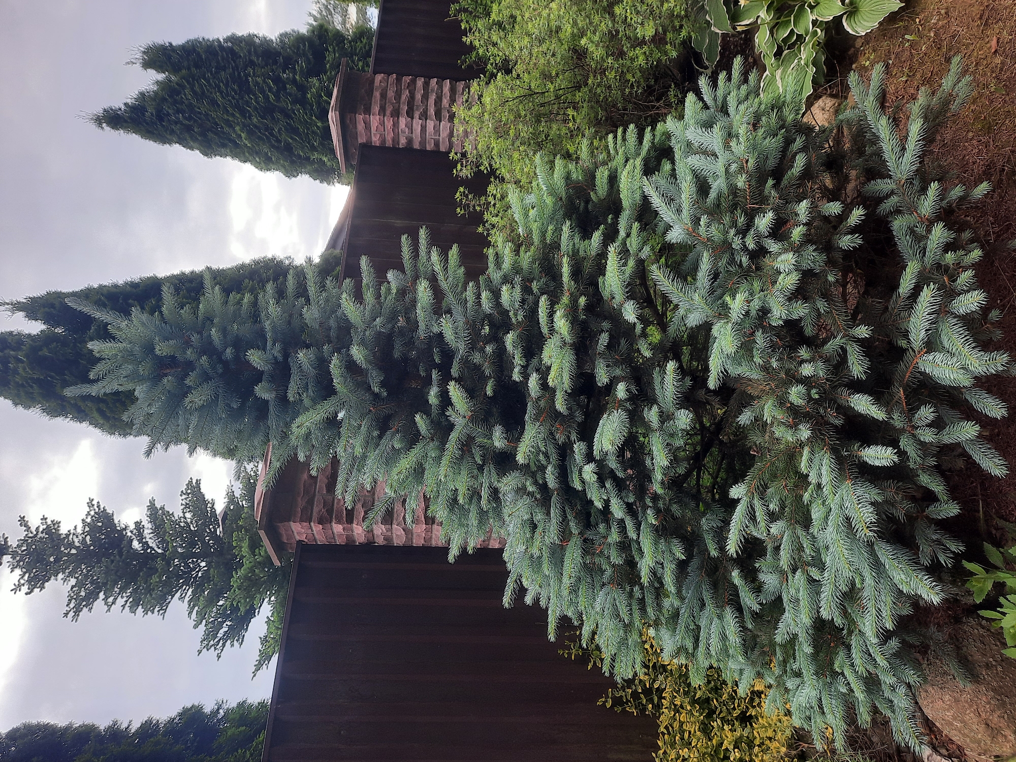 The image depicts a blue spruce tree in a garden setting. The tree is the dominant element, filling the center and lower half of the frame. It has a dense, conical shape with bluish-green needles. To the left and right of the spruce, there are other plants, including some leafy green bushes and a hosta plant with variegated leaves visible on the far right. In the background, there is a dark brown wooden fence, punctuated by two brick pillars with a reddish-brown hue. Behind the fence, several tall, dark green coniferous trees, likely cypress or juniper, are visible against a cloudy sky. The ground appears to be covered in mulch and soil, with a large rock present in the lower left corner. The lighting suggests an overcast day. There are no people or animals in the image. The scene appears to be a residential garden in Парэчча, Belarus.