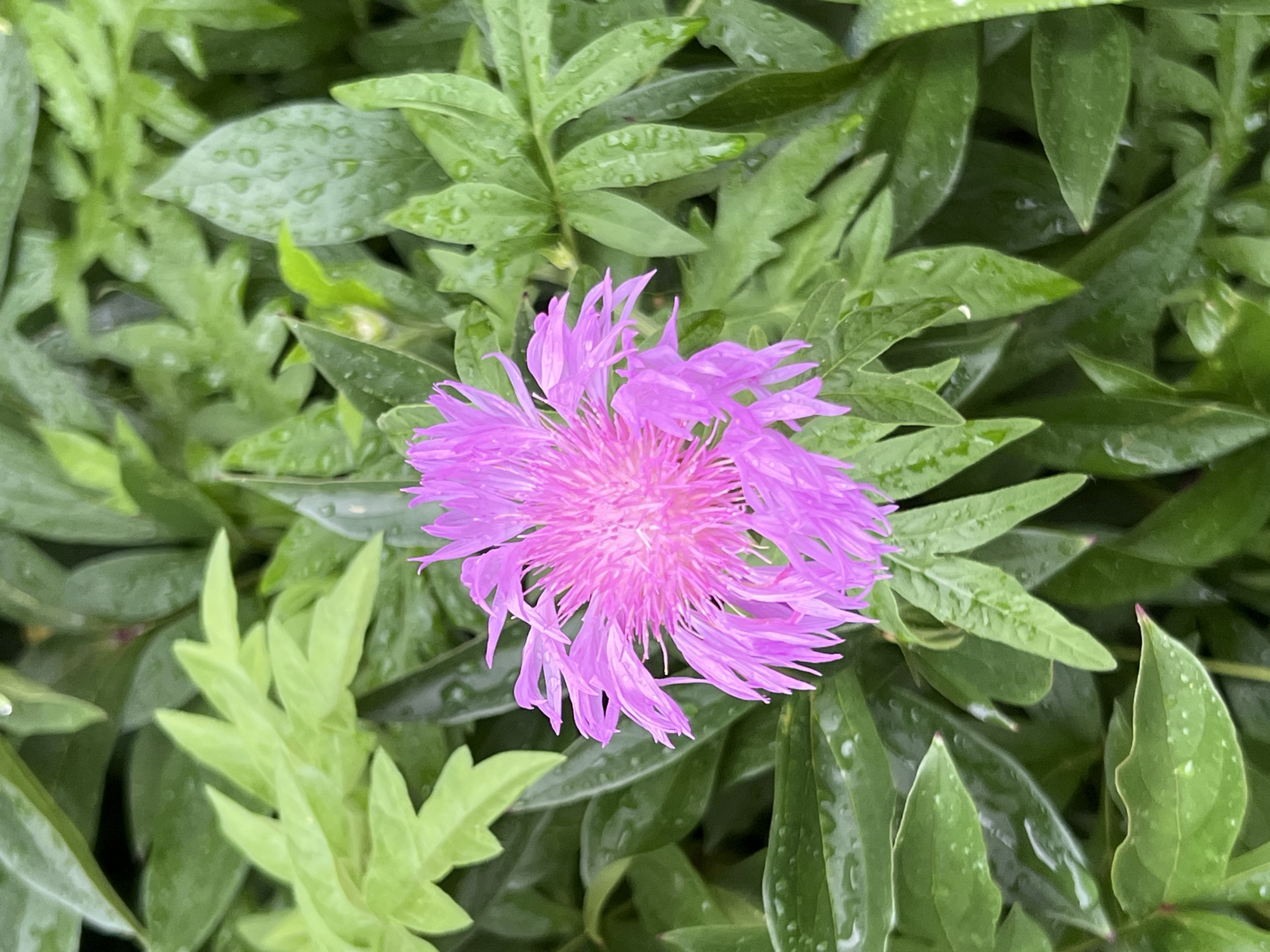 A single, vibrant pink flower with feathery petals is centered in the frame, set against a backdrop of lush green foliage. The leaves are damp, with visible water droplets clinging to their surfaces, suggesting recent rain. The overall impression is one of natural beauty in a garden setting. The image does not contain any specific landmarks or identifying features that would allow for a precise location within the city of Vladimir, Russia.