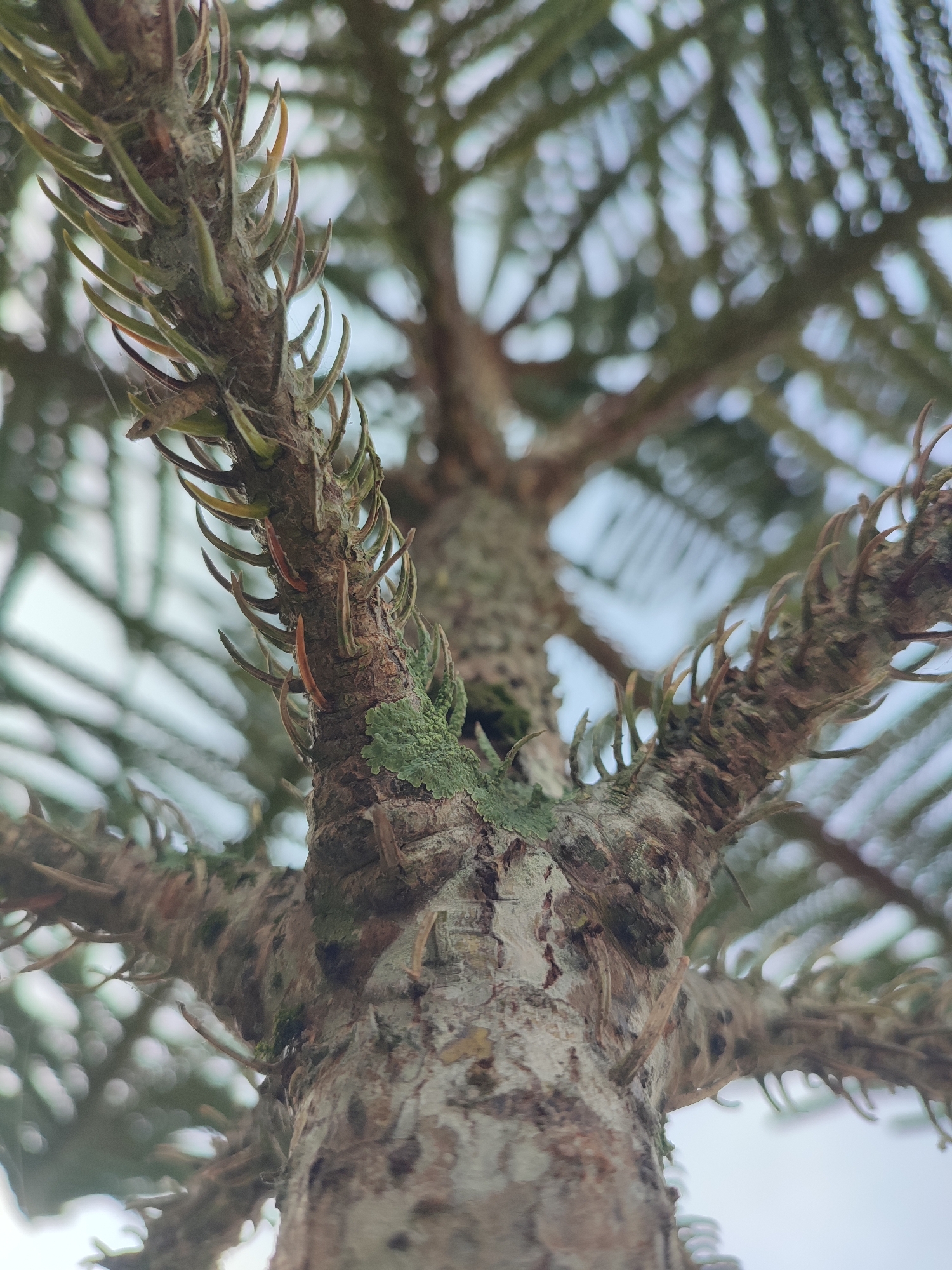 The image shows a close-up, upward-angled view of the trunk and lower branches of a tree. The bark is rough and textured with a mix of brown and grayish-white coloration. Some patches of green moss or lichen are visible on the bark, particularly near where the branches split off from the trunk. The branches are covered with short, green needles. The background is blurred, suggesting a sky partially obscured by foliage. The photo was taken in Blangriek, Indonesia.