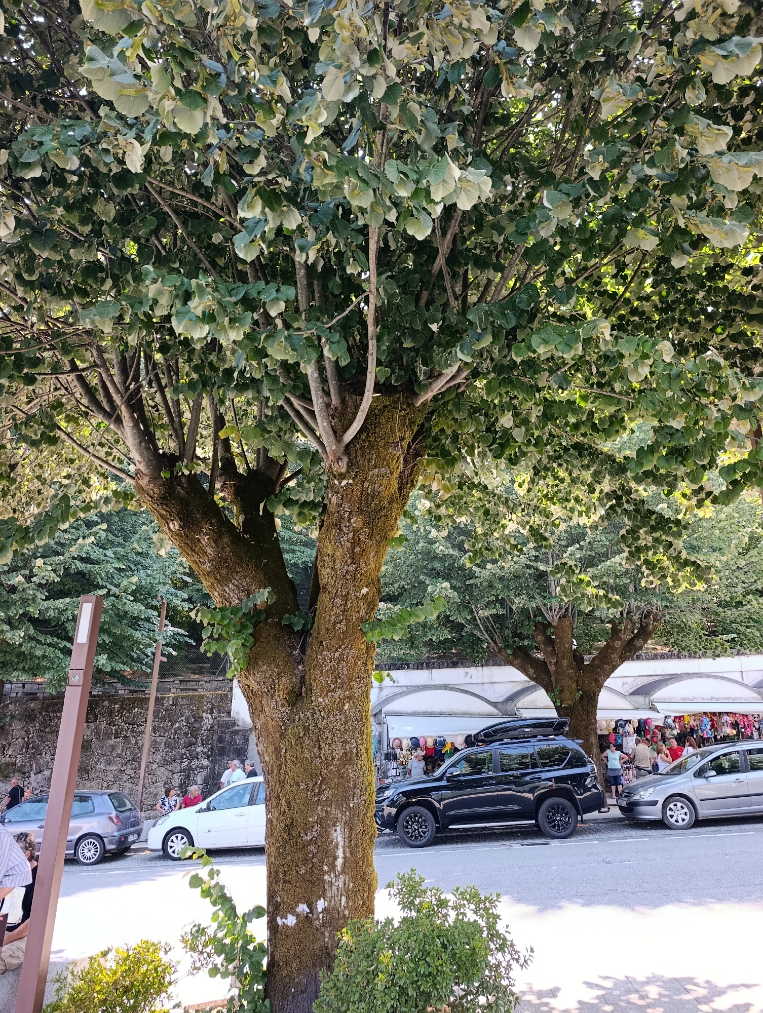 In Terras de Bouro, Portugal, a sunny street scene unfolds under the dappled shade of a large, moss-covered tree. A diverse group of people are present, some standing near stalls set up along the sidewalk, others interacting near parked cars. A black SUV with a roof rack is parked on the street, alongside a silver hatchback. A white sedan is also visible, with several individuals gathered around it. In the background, a stone wall and lush green trees create a natural backdrop to the urban setting.