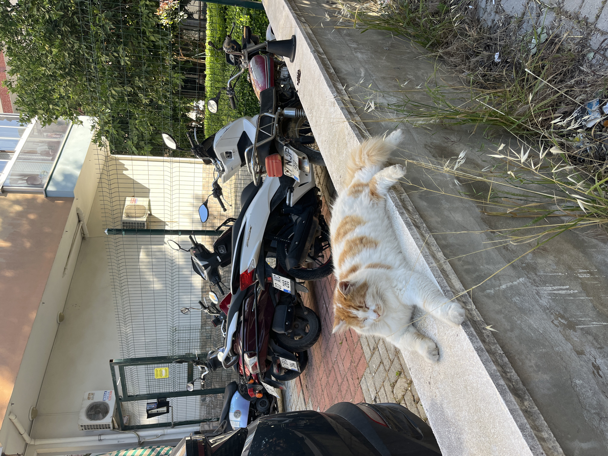 The image displays an outdoor scene, likely a parking area or alleyway, under bright daylight. The main subject is a fluffy, long-haired cat with orange and white fur, seen stretched out and relaxing on a low concrete barrier on the right side of the frame. Its eyes appear closed or mostly closed, indicating rest or sleep.
In the midground, to the left of the cat and behind the concrete barrier, several motor scooters and motorcycles are parked in a line on a paved surface. The paving consists of interlocking red and grey bricks. Visible vehicles include a white scooter, a dark burgundy scooter, and a motorcycle with a red fuel tank. A black car is partially visible in the bottom left foreground.
Behind the parked vehicles and the paved area, there is a green wire fence. Beyond the fence, lush green trees are visible, suggesting a garden or green space. In the background, parts of buildings are discernible, including windows and an air conditioning unit mounted on a wall.
On the other side of the concrete barrier where the cat is resting, there is a strip of dry grass and weeds, with some scattered litter.
Notable details include:
- License plates on some vehicles, such as "07 NC 265" and "07 TERA 304," with the '07' prefix indicating Antalya Province in Turkey (where Alanya is located).
- The air conditioning unit has text "MEGA KLIMA" visible on its casing.
- The scene is well-lit by natural sunlight, casting shadows and indicating daytime.
- The cat appears content and relaxed.