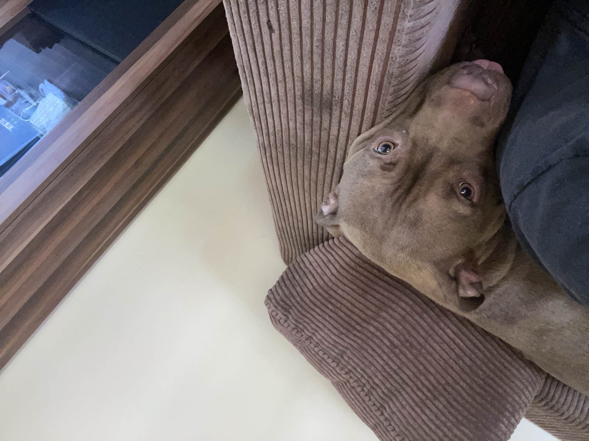A brown dog, possibly a pit bull breed, is lying on a corduroy couch. The dog's head is resting on the armrest of the couch, and its body extends partially out of frame. The dog's tongue is slightly sticking out, and its eyes are open, looking towards the camera. The couch is a dark brown color and has a textured surface. In the background, a light-colored wall is visible, as well as a wooden trim that appears to be part of a doorway or window frame. The lighting in the image is soft and natural, suggesting it was taken indoors during the daytime.
