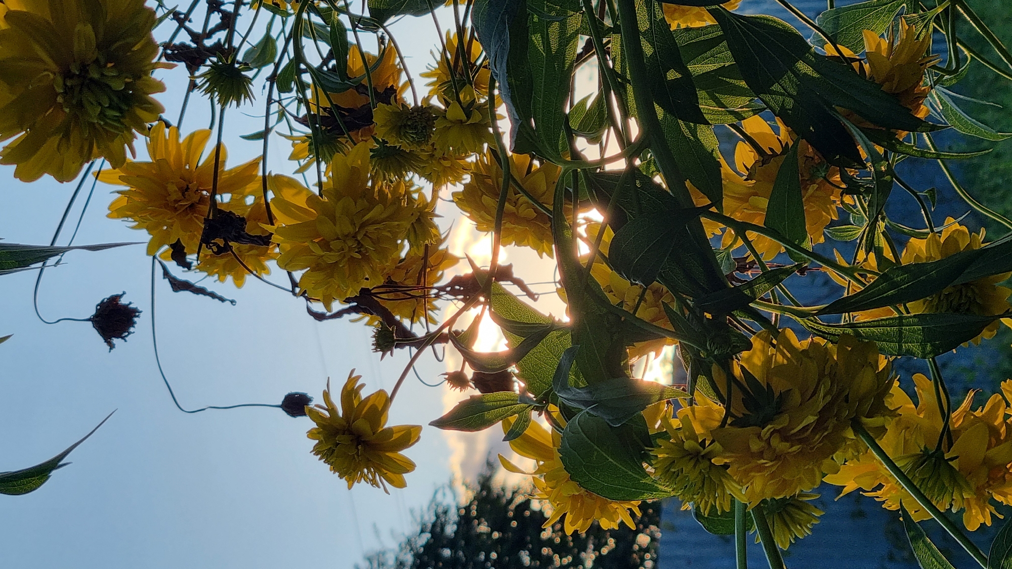 In Vysokoe, Russia, a close-up shot captures a cluster of yellow flowers against a backdrop of the sky and a hint of a fence. The flowers, some fully bloomed and others buds, are bathed in the warm glow of the sun, which is partially obscured by the leaves and petals, creating a lens flare effect. The leaves are a vibrant green, with visible veins. In the distance, a faint silhouette of a tree and a fence suggests an outdoor, possibly garden or yard, setting. The sky is a clear blue with a few wispy clouds visible near the horizon where the sun is setting. The overall impression is a serene and natural scene, highlighting the beauty of the flowers in the fading light.
