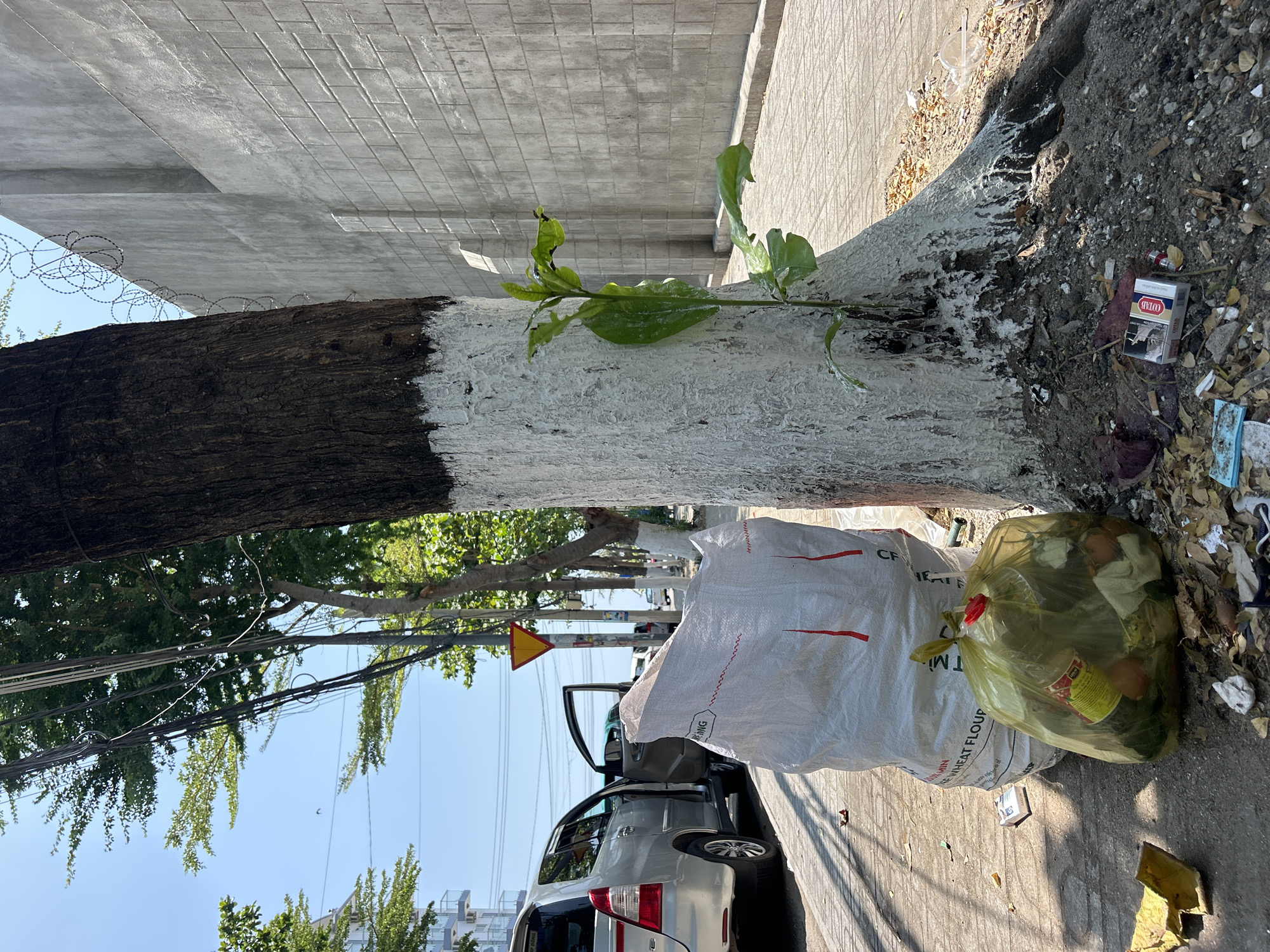 The image shows a street scene in Bắc Nha Trang, Vietnam. A tree trunk, partially painted white, is visible at the edge of a sidewalk with a young shoot emerging. A silver minivan with an open door is parked on the street. Next to the vehicle, a large white sack and a translucent yellow garbage bag are on the ground. Litter and debris are scattered around the base of the tree. Overhead, power lines are strung between trees. A yellow triangular warning sign is visible in the distance. The background includes buildings and other vegetation.