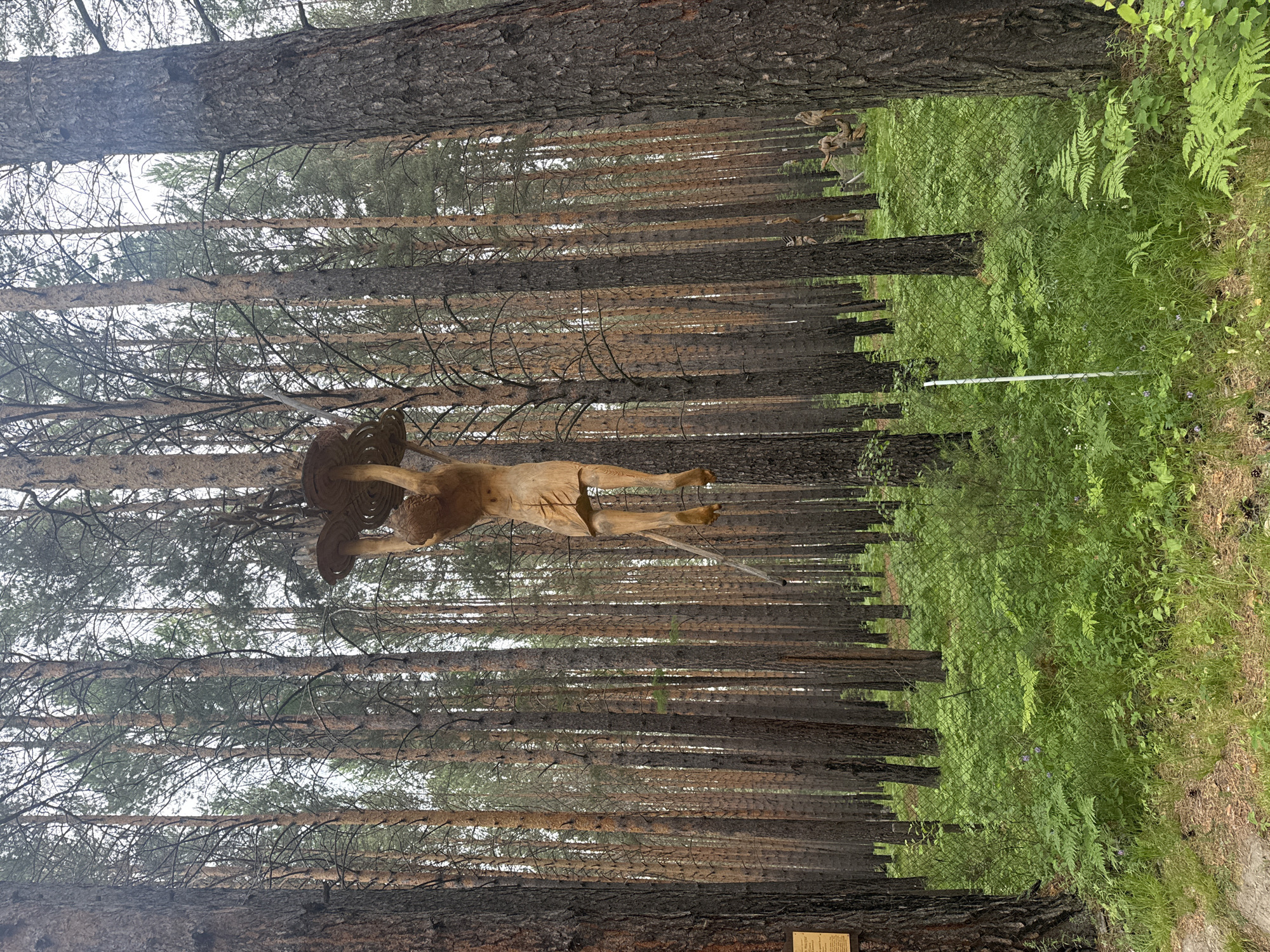 This is a full-shot photograph of a wooden sculpture of a human figure hanging from a tree in a forest. The sculpture, carved from light-colored wood, depicts a nude figure with arms raised, holding a large, circular, mushroom-like object above its head. The figure's legs are bent and extended downwards, and a thin, dark string or rope hangs from its left hand. The sculpture is suspended in the center of the frame, amidst a dense forest of tall pine trees with dark brown bark and green needles. The forest floor is covered with lush green ferns and grass. In the background, more pine trees stretch into the distance, creating a natural, woodland setting. A white pole is visible in the lower right quadrant of the image, partially obscured by ferns. The overall impression is one of art integrated into a natural environment.