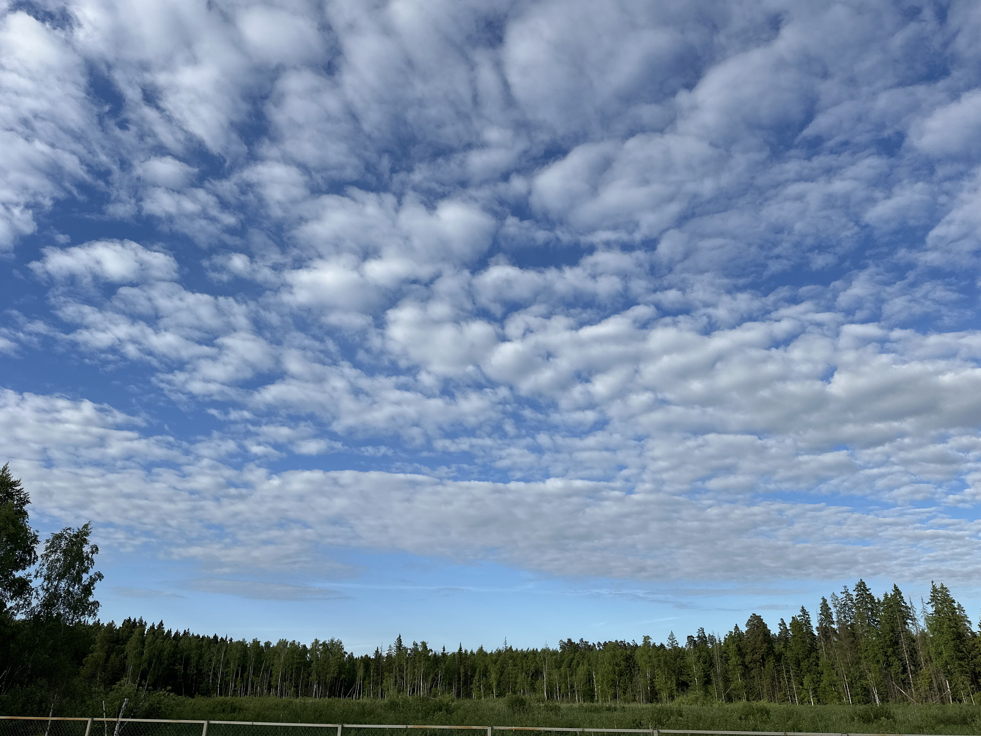 This image captures a wide-angle outdoor landscape view under a bright daytime sky, likely in Веревское, Russia. The upper two-thirds of the frame are dominated by a vibrant blue sky filled with numerous white, fluffy cumulus and stratocumulus clouds. The clouds vary in size and shape, creating a textured overhead canopy with clear patches of blue showing through.
The lower third of the image depicts a natural environment. A dense, dark green forest stretches across the horizon, forming a prominent band. The trees appear to be a mix of coniferous and deciduous varieties, with some lighter green trees, possibly birches, visible among the darker evergreens, particularly on the left side of the forest line. In the immediate foreground, a strip of lighter green vegetation, possibly tall grass or low bushes, separates the viewer's position from the main body of the forest. At the very bottom edge of the image, a faint, light-colored horizontal structure, resembling a fence or railing, is visible, suggesting the photo was taken from behind a barrier or slightly elevated position.
The weather appears fair and clear, with no signs of rain or storm. The lighting suggests it is daytime, likely mid-morning or afternoon. No people or specific activities are visible, presenting a serene and expansive natural scene. There is no visible text in the image.
