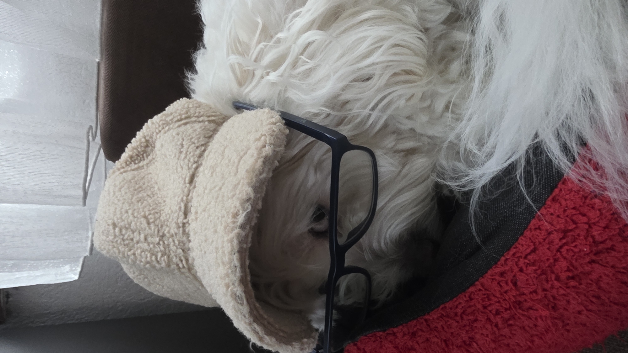 A white fluffy dog is sleeping in a dog bed, partially obscured by a cream-colored fuzzy hat. The dog is also wearing eyeglasses. The dog bed has a gray interior and a red fuzzy exterior. A window with closed blinds is visible in the background. There is no discernible evidence to suggest the location of Blagoevgrad, Bulgaria.