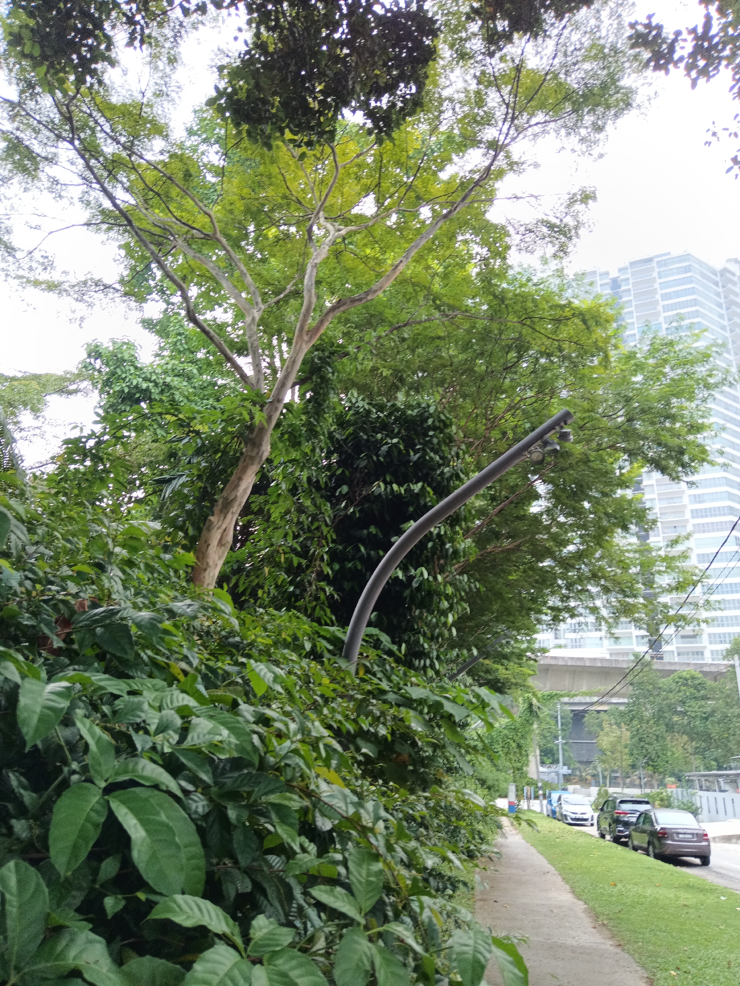 The image captures a street scene in Kuala Lumpur, Malaysia, with a focus on lush greenery lining a pedestrian walkway. A prominent, light-barked tree with a sinuous trunk stands amidst dense foliage in the foreground, its branches reaching towards a bright, overcast sky. To the right, a curved street lamp with two lights is visible, partially obscured by the trees. Beyond the greenery, a modern, multi-story building with a distinctive facade stands tall. A paved walkway runs alongside a grassy verge, where several cars are parked. The cars are a dark sedan, a black SUV, and a white hatchback, followed by a light-colored vehicle. Further in the background, a concrete overpass or bridge structure is visible, with more trees and buildings in the distance. The overall impression is of an urban environment where nature is well-integrated, with a sidewalk and parked vehicles indicating an active street.
