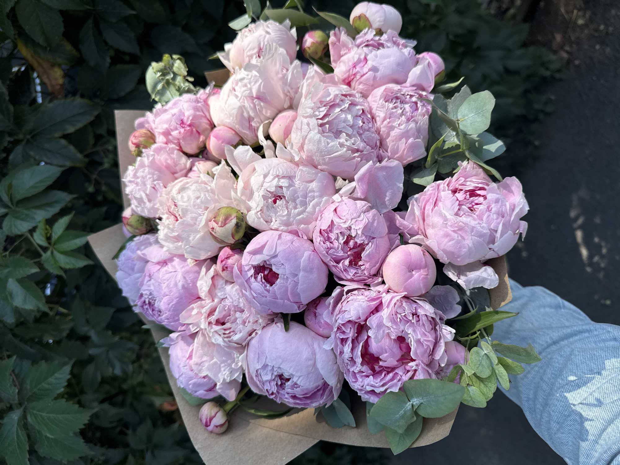 A close-up, overhead shot shows a bouquet of pink peonies wrapped in brown paper, held by a person wearing light blue denim jeans. The bouquet is positioned in the foreground with lush green foliage in the background, suggesting an outdoor setting, possibly in Almaty, Kazakhstan, where such flowers are popular and readily available during their blooming season, which typically occurs in late spring to early summer. The sunlight casts shadows on the flowers and the person's jeans.