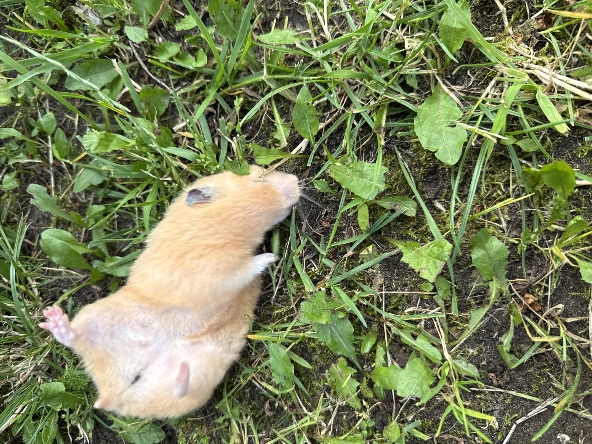 A light brown hamster lies on its back in a patch of green grass and dirt. Its eyes are closed, and its paws are extended upwards. The hamster's belly is light pink, and its fur is soft and fluffy. The background consists of blades of grass, some weeds, and patches of dark soil. The scene appears to be outdoors, possibly in a park or garden. There are no visible people or other animals. The lighting suggests it is daytime, with natural sunlight illuminating the scene. The location is specified as Pastavy, Belarus.