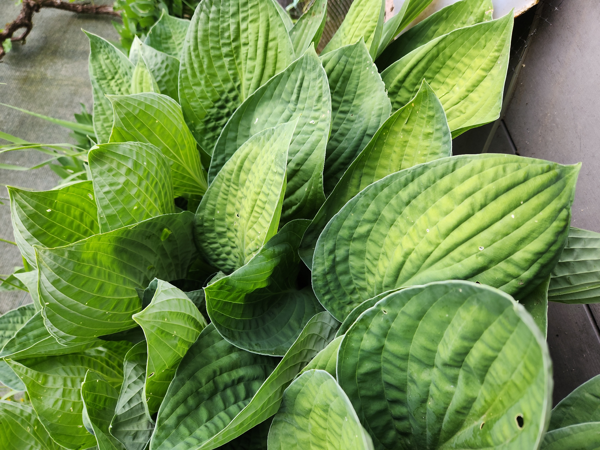 The scene depicts a dense clump of vibrant green Hosta plants, located in Idar-Oberstein, Germany. Numerous large, ovate to heart-shaped leaves dominate the frame, displaying deeply impressed parallel veins that create a corrugated, ribbed texture. The foliage exhibits a range of greens, from darker, richer tones to lighter, yellowish-green areas, possibly indicative of variegation or sun exposure. Several leaves show small, irregular perforations consistent with pest damage. The plants are situated in front of a light grey, textured vertical surface, likely a wall or fence, visible in the background, particularly on the right side. A gnarled, dark brown branch or root structure is partially visible in the upper right background. The bottom portion of the image reveals a dark grey or brown horizontal surface, possibly a wooden deck or patio, where the lower leaves of the Hosta plant extend. No individuals or overt actions are present.