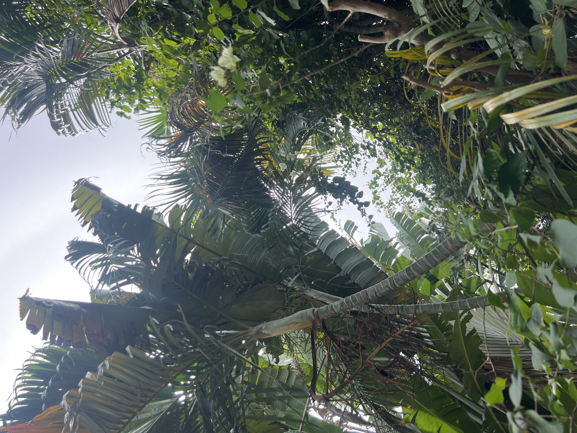 This image captures a low-angle view of lush tropical foliage, primarily focusing on large, fan-like palm leaves and abundant green vines. The scene is dominated by dense greenery, with the sky visible in patches through the canopy, suggesting a bright day. Several broad, dark green palm fronds are prominent, some appearing weathered with dried edges. Interspersed among them are lighter green leaves and thin, trailing vines, some of which have a yellowish hue. A thick, segmented tree trunk or branch cuts across the frame, providing a visual anchor within the dense vegetation. Small clusters of delicate white flowers are visible in the upper left and central areas, adding a subtle touch of contrast. The lighting suggests it is daytime, with bright sky filtering through the leaves. The overall impression is one of a dense, vibrant tropical environment, likely outdoors in a humid climate, consistent with a location like Baan Bo Phut, Thailand. No people, objects, text, or specific activities are depicted.