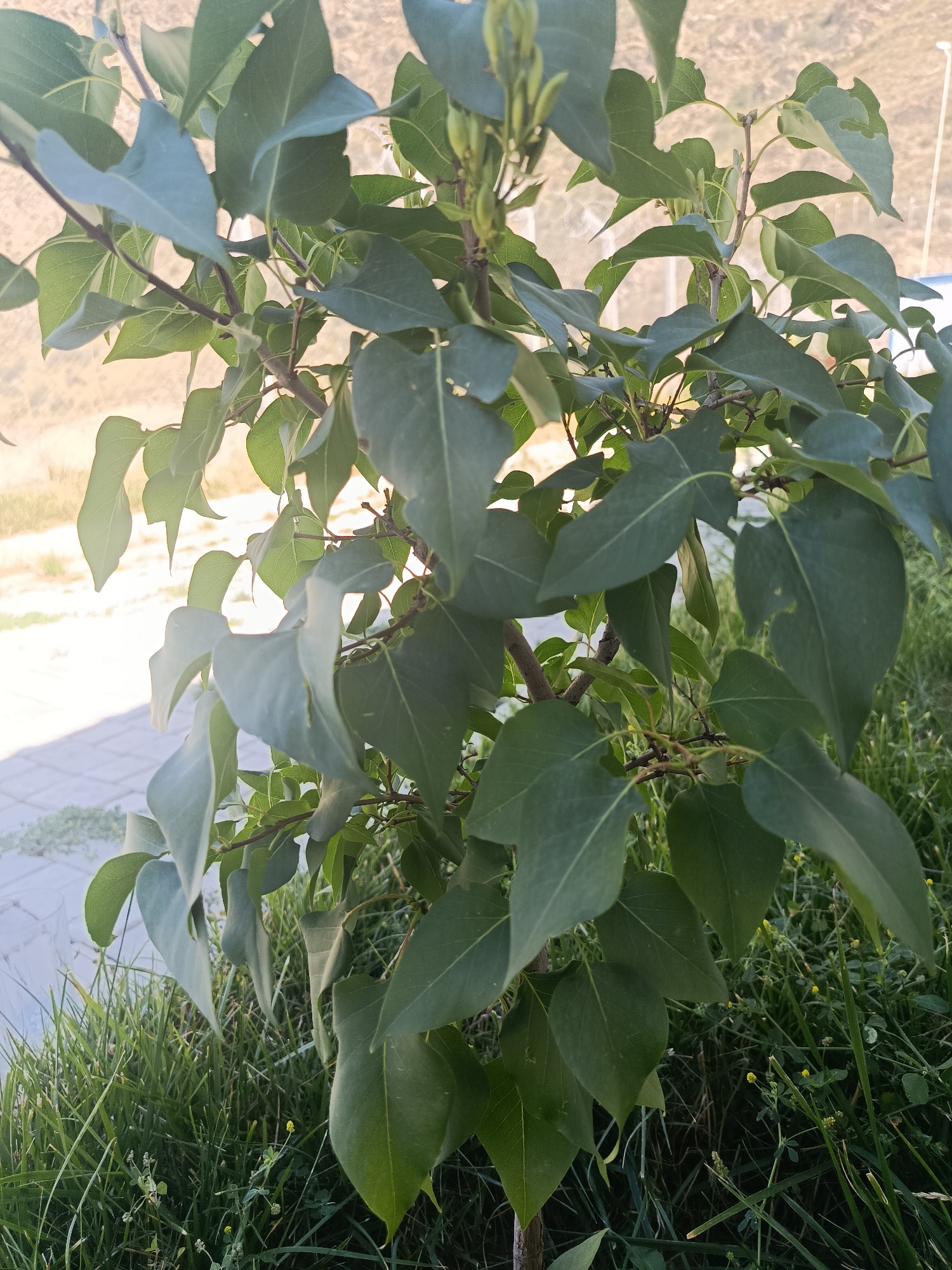 The image shows a close-up view of a leafy green shrub, possibly a lilac bush, with its branches and foliage dominating the frame. The leaves are a deep green and appear slightly glossy. Some new growth, in the form of small, light green buds or developing leaves, is visible at the tips of some branches. The shrub is growing in an outdoor setting, with a patch of green grass and some smaller weeds with tiny yellow flowers visible at the base. In the background, a paved area with rectangular tiles is partially visible, suggesting an urban or semi-urban environment. Beyond that, a dry, hilly landscape under a bright sky is visible, with some indistinct structures that could be buildings or poles. The lighting suggests it is daytime, possibly late morning or early afternoon, with sunlight casting a soft glow. The location is specified as Terek-Say, Kyrgyzstan. There are no people or animals visible in the image. The image is composed with the shrub as the primary subject, with the background providing context of its surroundings.