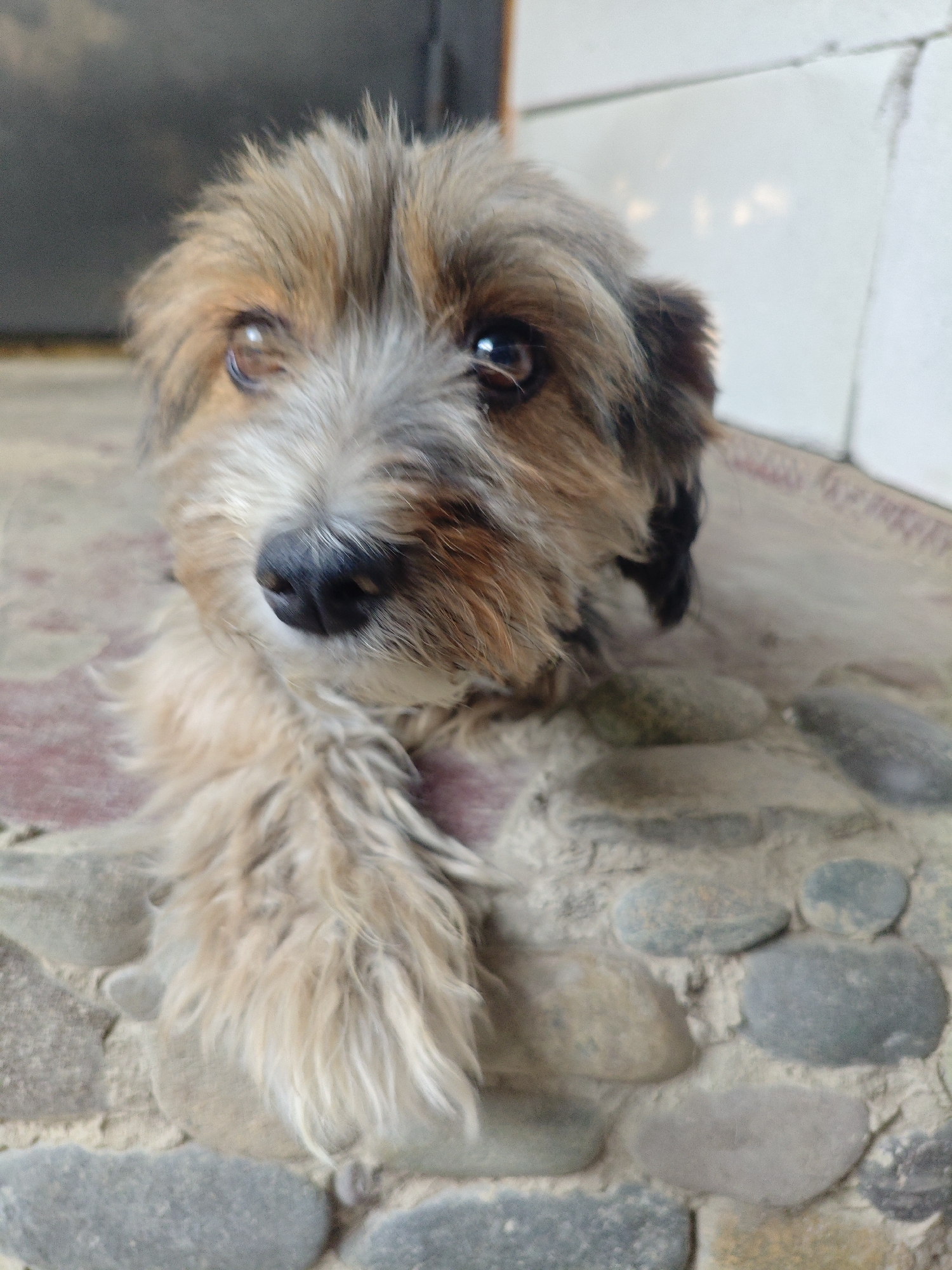 The image shows a close-up of a small, scruffy terrier-mix dog lying down. The dog has brown and gray fur, with darker patches around its eyes and ears. Its eyes are dark brown and appear to be looking directly at the camera. The dog's nose is black. Its front right paw is resting on a surface made of smooth, rounded stones embedded in what appears to be concrete or mortar. Behind the dog, the ground transitions to a reddish-brown tiled surface, and further back, a portion of a white tiled wall and a dark, indistinct background are visible. The lighting suggests an indoor or covered outdoor space, possibly a porch or patio. The specific location in Krasnaya Polyana, Russia, cannot be determined from the visual information alone.