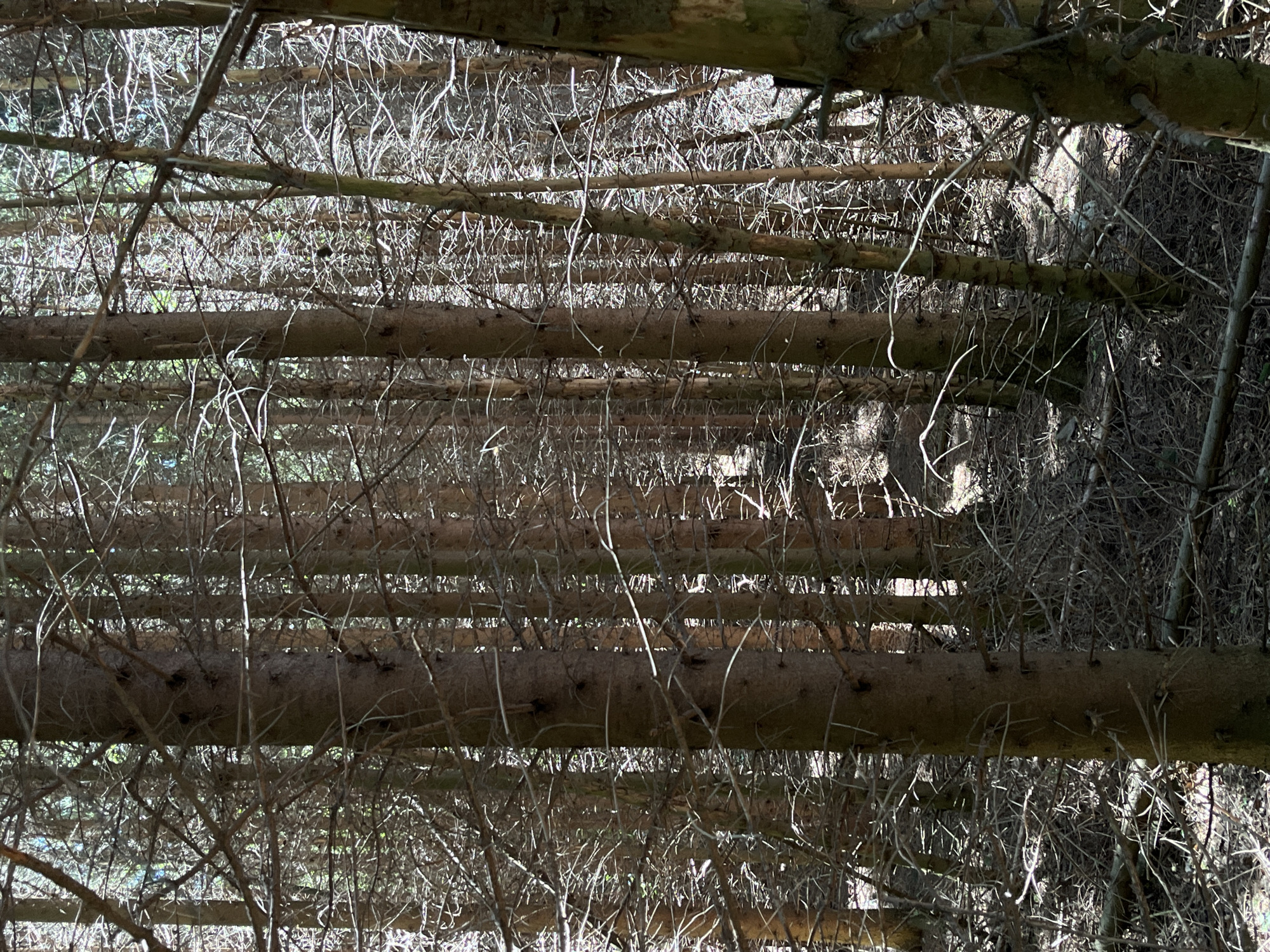The image depicts a dense forest with numerous conifer trees. The lighting suggests it is daytime, with sunlight filtering through the branches and creating dappled shadows on the forest floor. The ground is covered with fallen needles and branches, indicating a natural forest environment. There are no visible people or animals in the image. The scene is typical of a woodland area and could be found in many forested regions, including those within the Petrovac-na-Mlavi Municipality of Serbia.