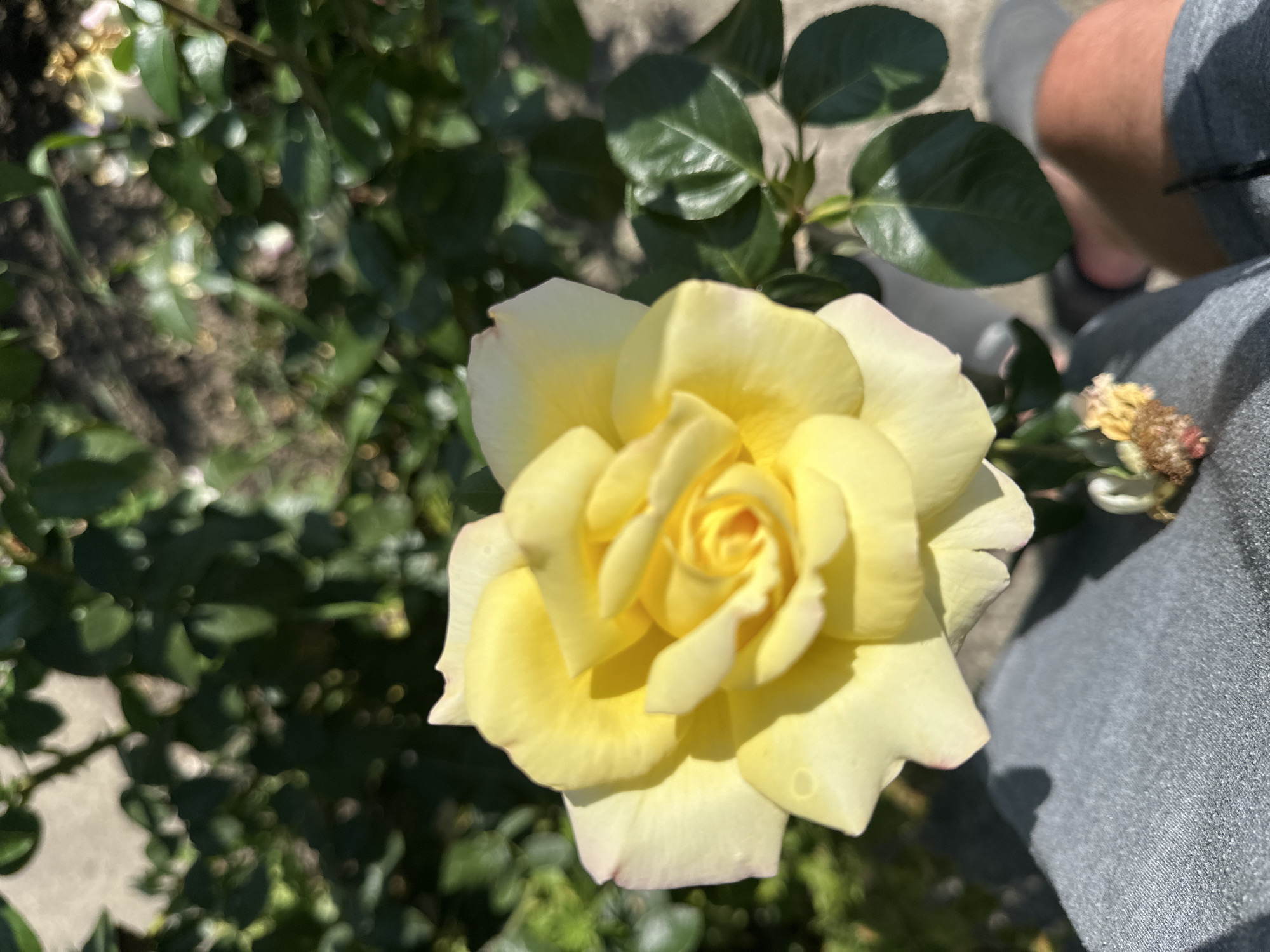 A close-up, slightly overhead shot captures a vibrant yellow rose in full bloom. The rose's petals are delicately layered, with a soft, creamy yellow hue that deepens to a richer yellow in the center. Some of the outer petals show a faint blush of pink along their edges. The flower is positioned to the left of the frame, against a backdrop of blurred green foliage and a hint of a light-colored path or paving stones. In the lower portion of the image, a person's grey fabric garment is visible, and a portion of their bare leg and foot suggest they are sitting or resting. The scene appears to be outdoors, in a garden or park setting. The location is not discernible from the image itself, but it is stated to be in Makiv, Ukraine.