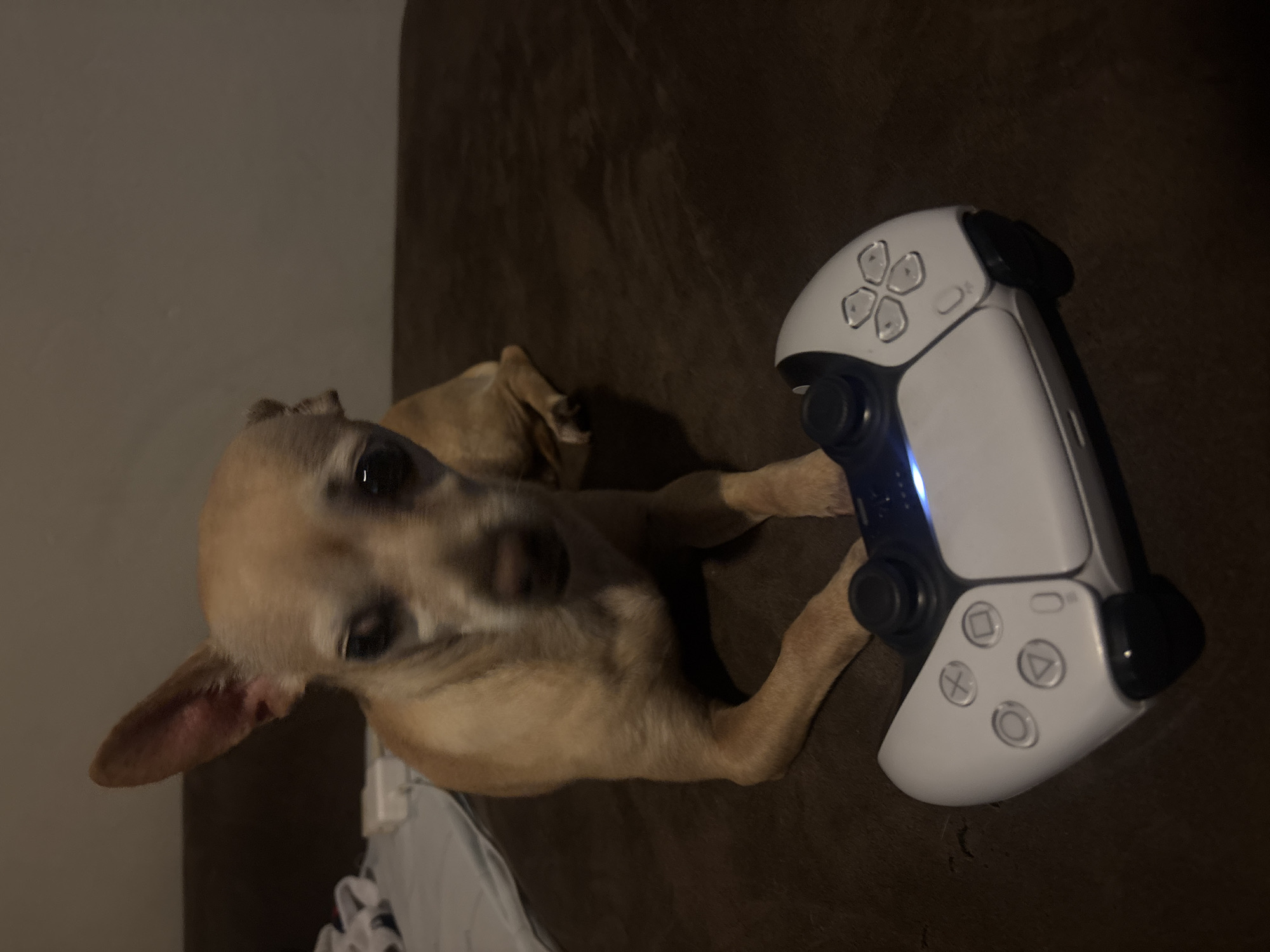 A tan Chihuahua lies on a brown surface, possibly a couch or bed. To the right of the dog is a white and black Playstation 5 controller. The dog is looking at the camera. The background is out of focus. It is not possible to determine the location of San Francisco Ocotlán (Ocotlán), Mexico, from the image.