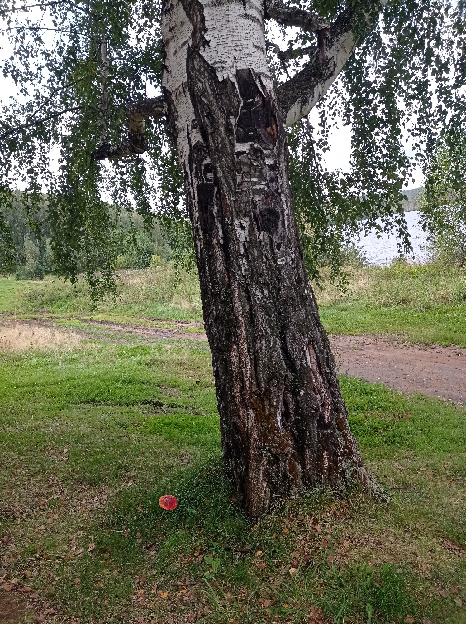 A tilted birch tree with dark, textured bark dominates the foreground of this outdoor scene. Its branches, adorned with green leaves, extend over a grassy area. At the base of the tree, a single red object, possibly an apple or mushroom, rests on the ground amidst fallen leaves and grass. Behind the tree, a dirt road winds through a field of green grass and dry vegetation. In the distance, a body of water, likely a lake or river, is visible, bordered by a dense forest. The sky is overcast. The image was taken in Degtyarsk, Russia, near a water body.