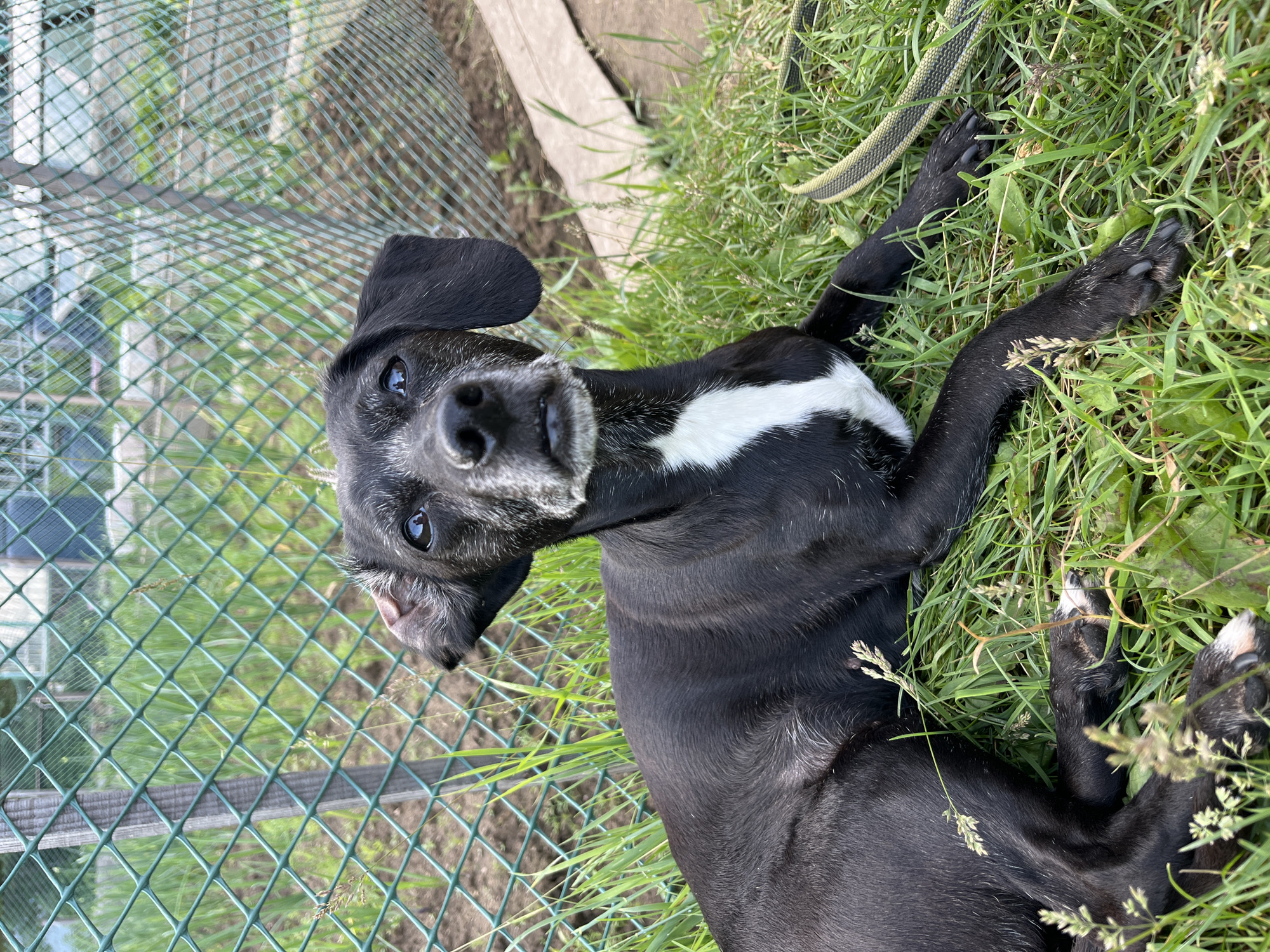 A medium shot captures a black dog lying in grass next to a green metal fence. The dog has white fur on its chest and muzzle, and its ears are floppy. The fence is made of diamond-shaped wire mesh and is supported by wooden posts. Beyond the fence, there are plants and what appears to be a garden. A hose lies on the ground to the right of the dog. The scene suggests an outdoor setting, possibly a backyard or a park, in Nizhny Tagil, Russia.
