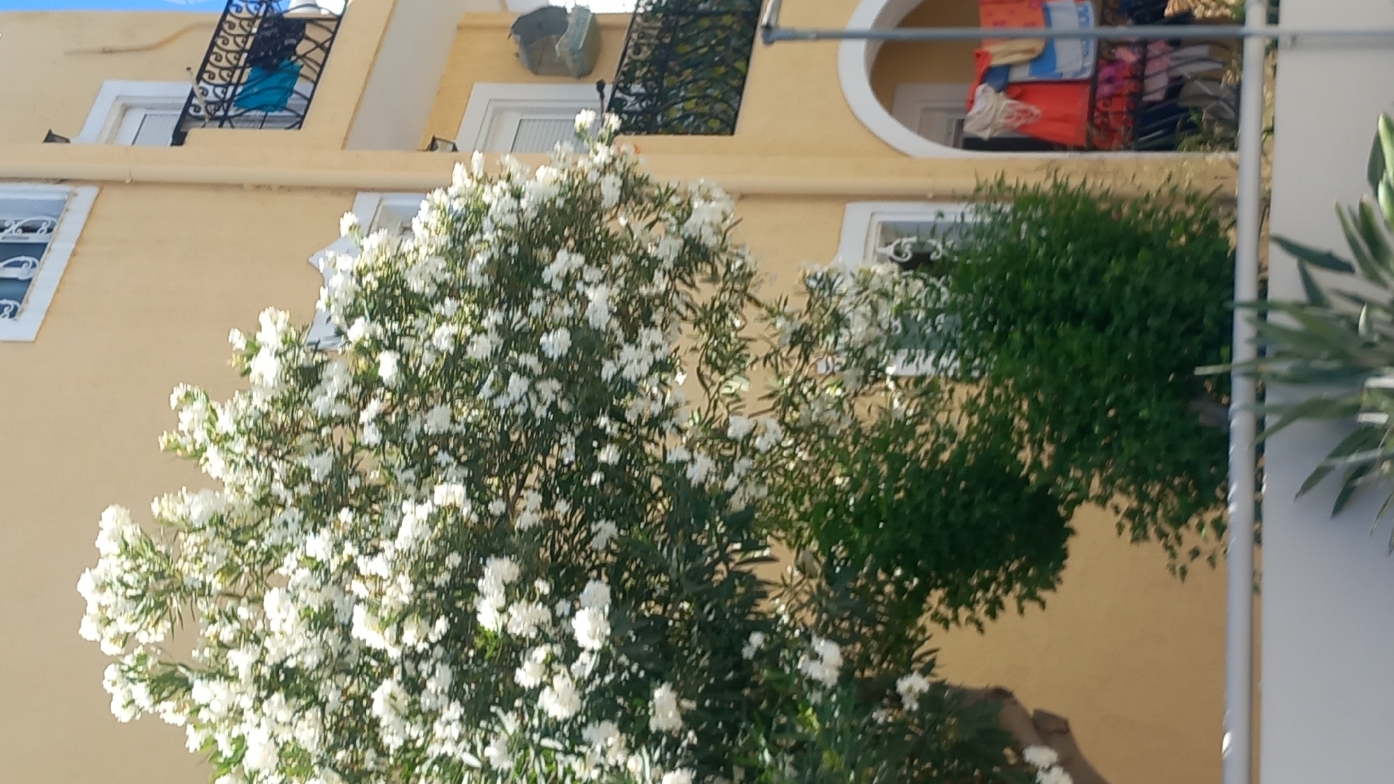 A yellow building with white trim is visible on the right side of the image, with a balcony on the second floor. A flowering tree with white blossoms is in the foreground on the left. The building has arched doorways on the ground floor, and laundry is hanging on a rack outside one of them. The scene appears to be in a city, possibly Kos, Greece, given the architectural style and the presence of a balcony, which are common in Mediterranean coastal towns.