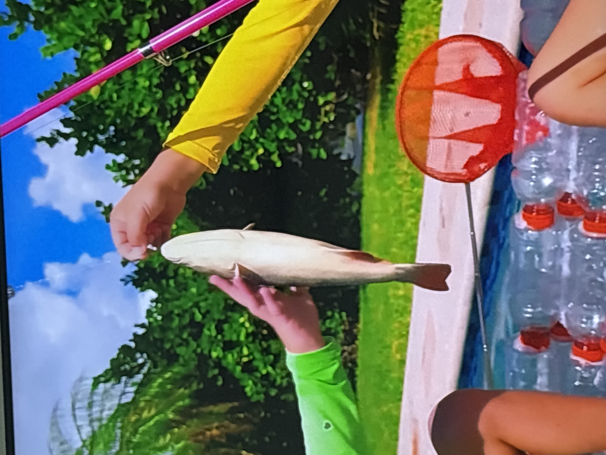 The image depicts a vibrant outdoor scene, likely in a residential setting in Dubai, United Arab Emirates, given the presence of lush greenery, swimming pool, and clear blue sky, which are characteristic of the region.
In the foreground, two individuals are engaged in fishing. One person, wearing a bright lime green long-sleeved shirt, is holding a fish by its mouth. The fish appears to be a medium-sized catch. Another person, wearing a yellow long-sleeved shirt, is holding a fishing rod with a pink rod and line. The line is attached to the fish. The focus is on the successful catch and the act of holding the fish up.
The background reveals a well-maintained garden with palm trees and dense green foliage, suggesting a tropical or subtropical environment. A swimming pool is visible, filled with clear water. Floating on the surface of the pool are numerous plastic water bottles, possibly part of an activity or event. A red net, likely a fishing net, is also visible in the pool. The overall impression is one of recreation and leisure, possibly a family or group activity. The lighting suggests it is daytime, with ample sunlight.
