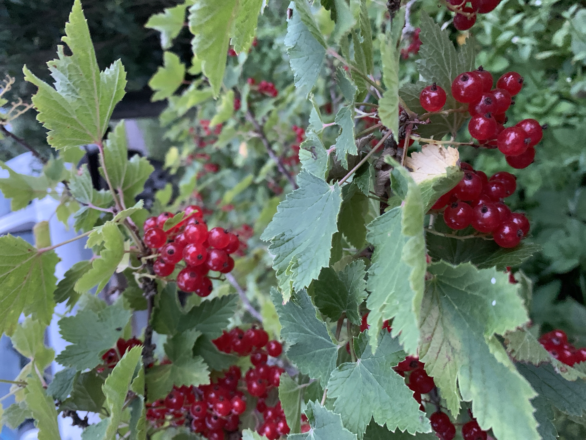A close-up, eye-level shot captures a cluster of ripe red currants hanging from a branch, interspersed with lush green leaves. The berries are plump and glistening, a vibrant scarlet against the darker green foliage. Some of the leaves show minor imperfections, such as small holes or faded patches. The background is a blur of green and darker tones, suggesting more foliage or a shaded area. The scene is set in the Відзаўскі сельскі Савет region of Belarus, hinting at a natural outdoor environment, likely a garden or a wild shrub. There are no people or animals visible in the frame.